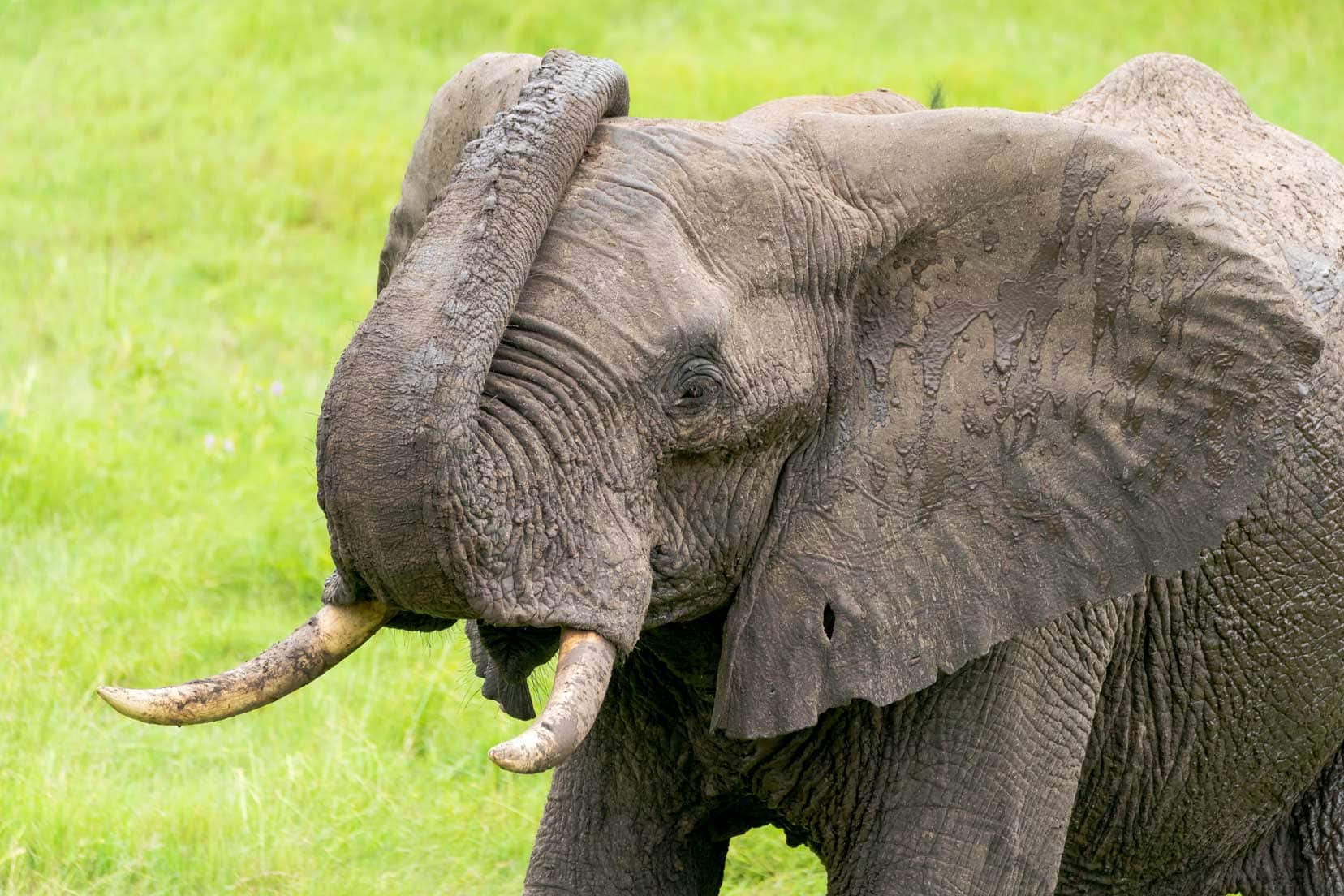 Ellie-rolling-his-trunk-at-Tembe