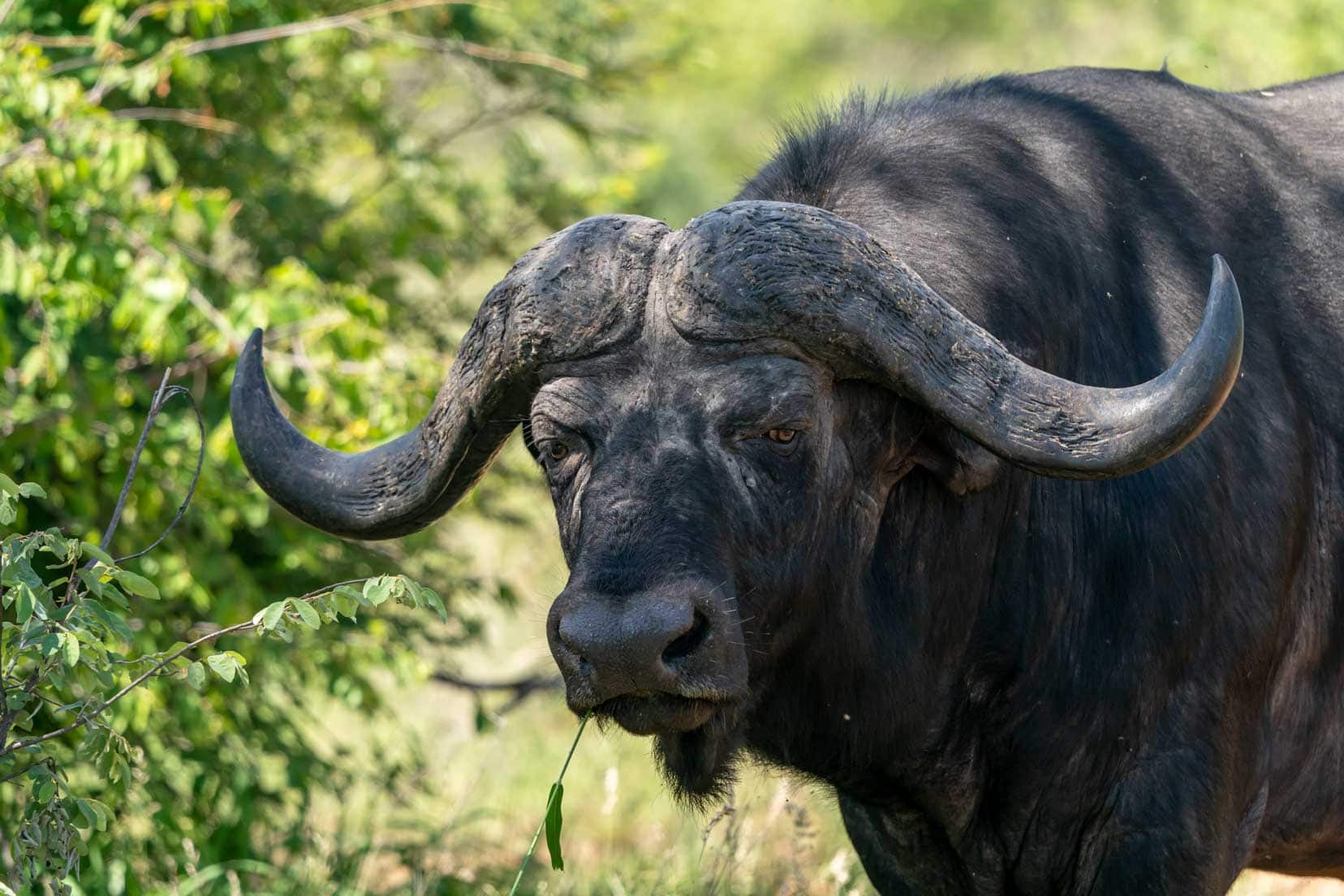 Head close up of a buffalo