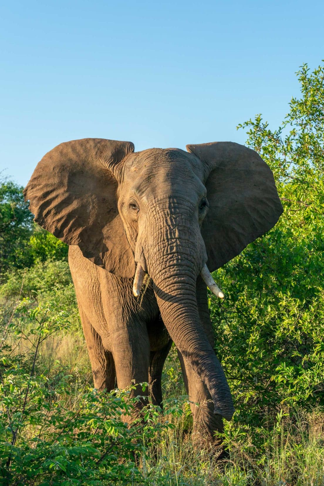 Elephant up close 