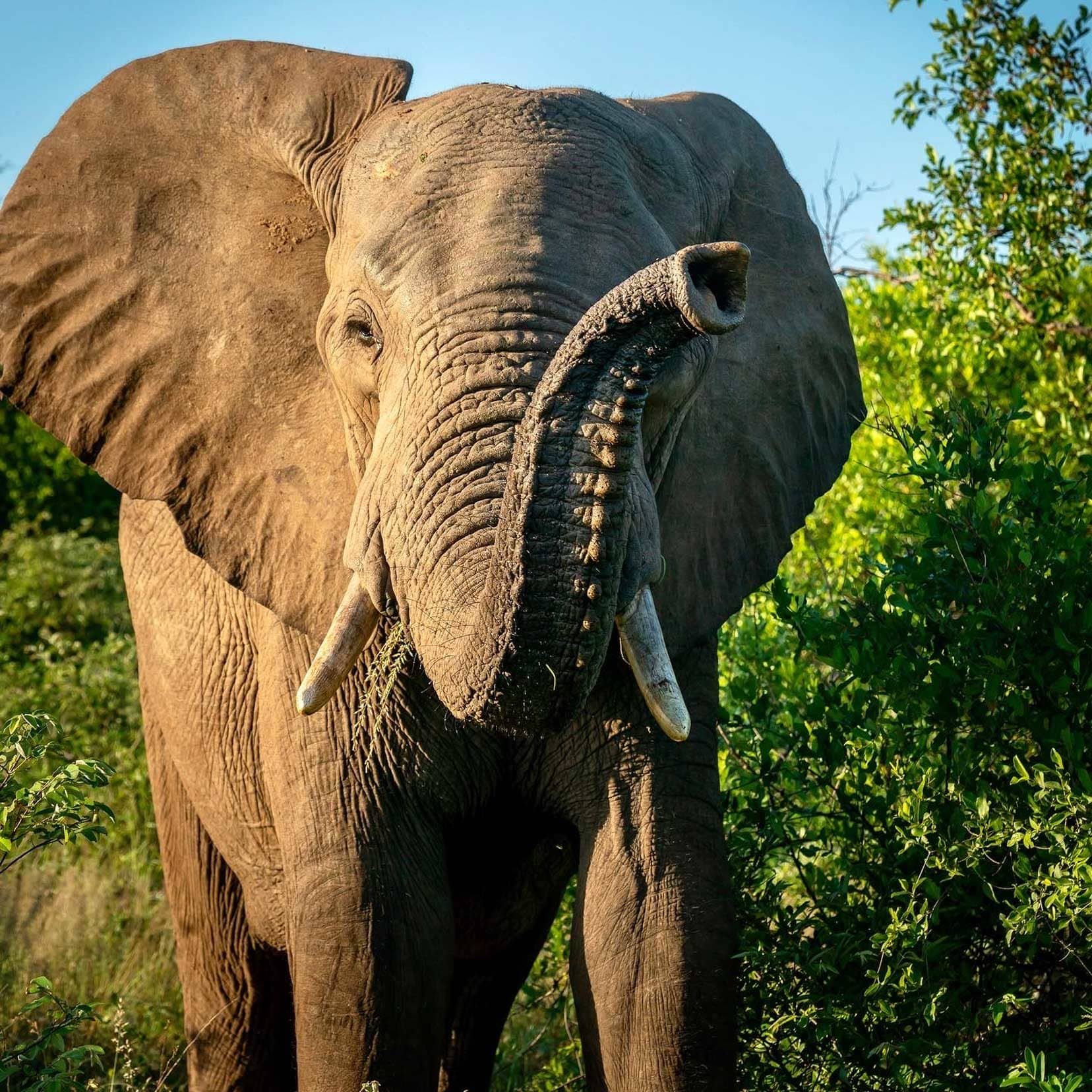 Elephant smelling by lifting its trunk