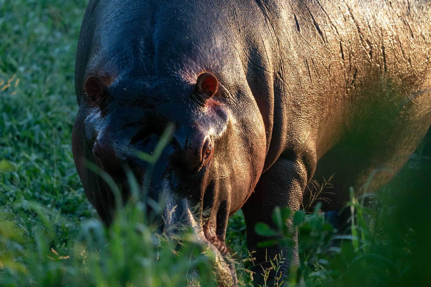 Hippo eating grass