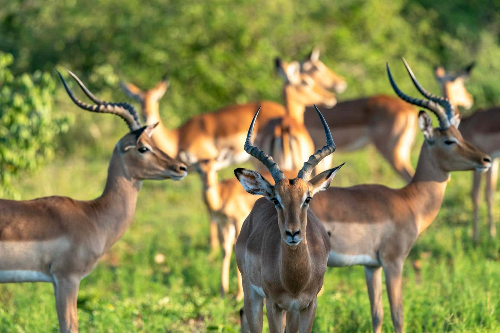 Impala herd