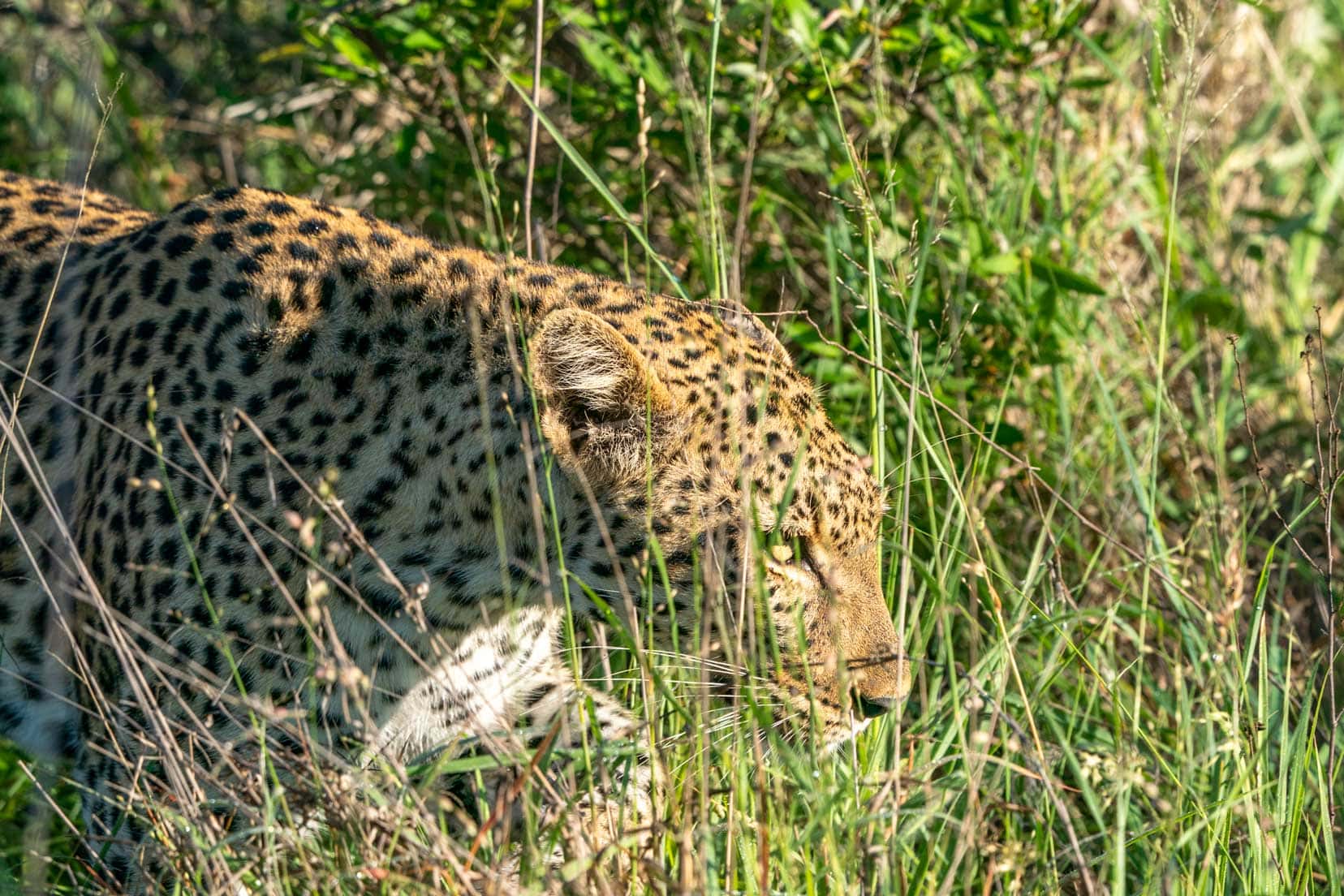 leopard creeping through the grass