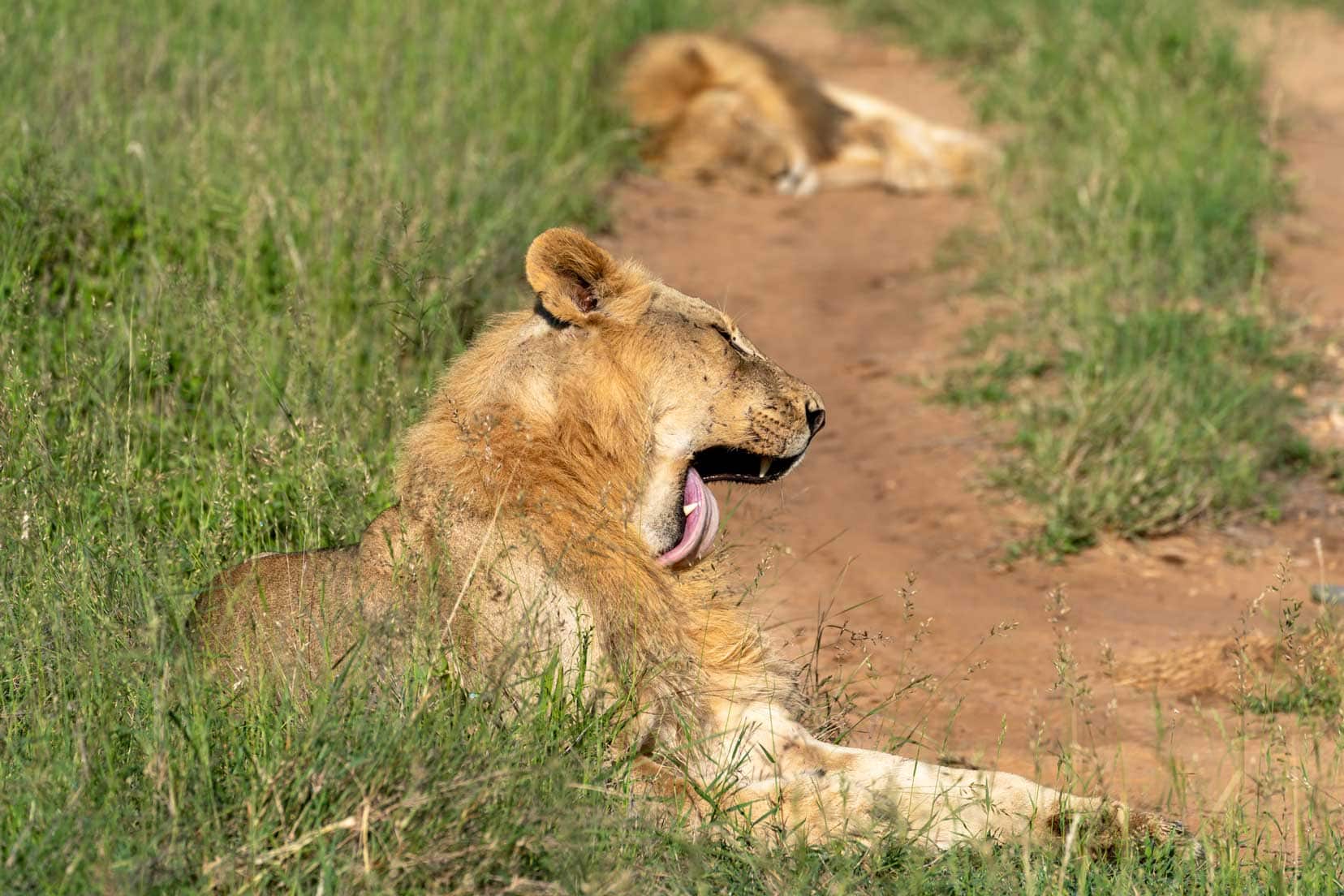 Lioness licking herself laying on the ground