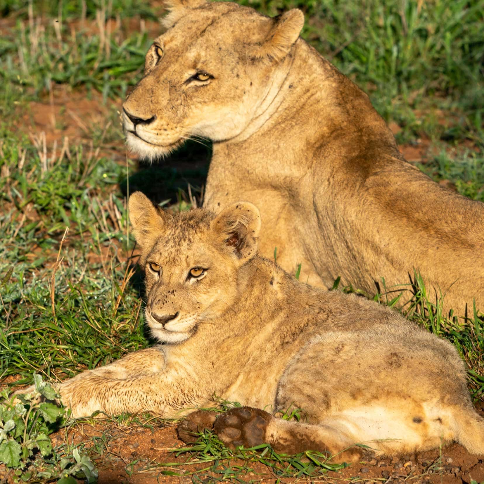 Lioness with cub laying in the sandy ground