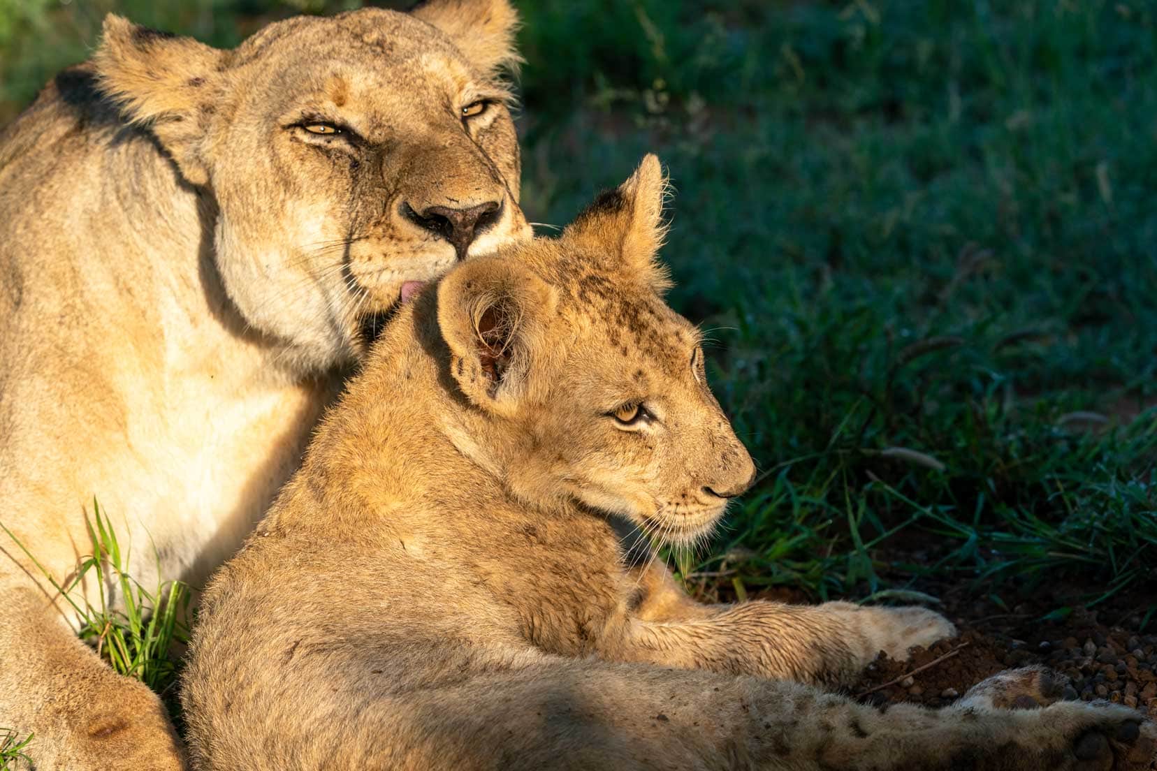 Lioness and cub