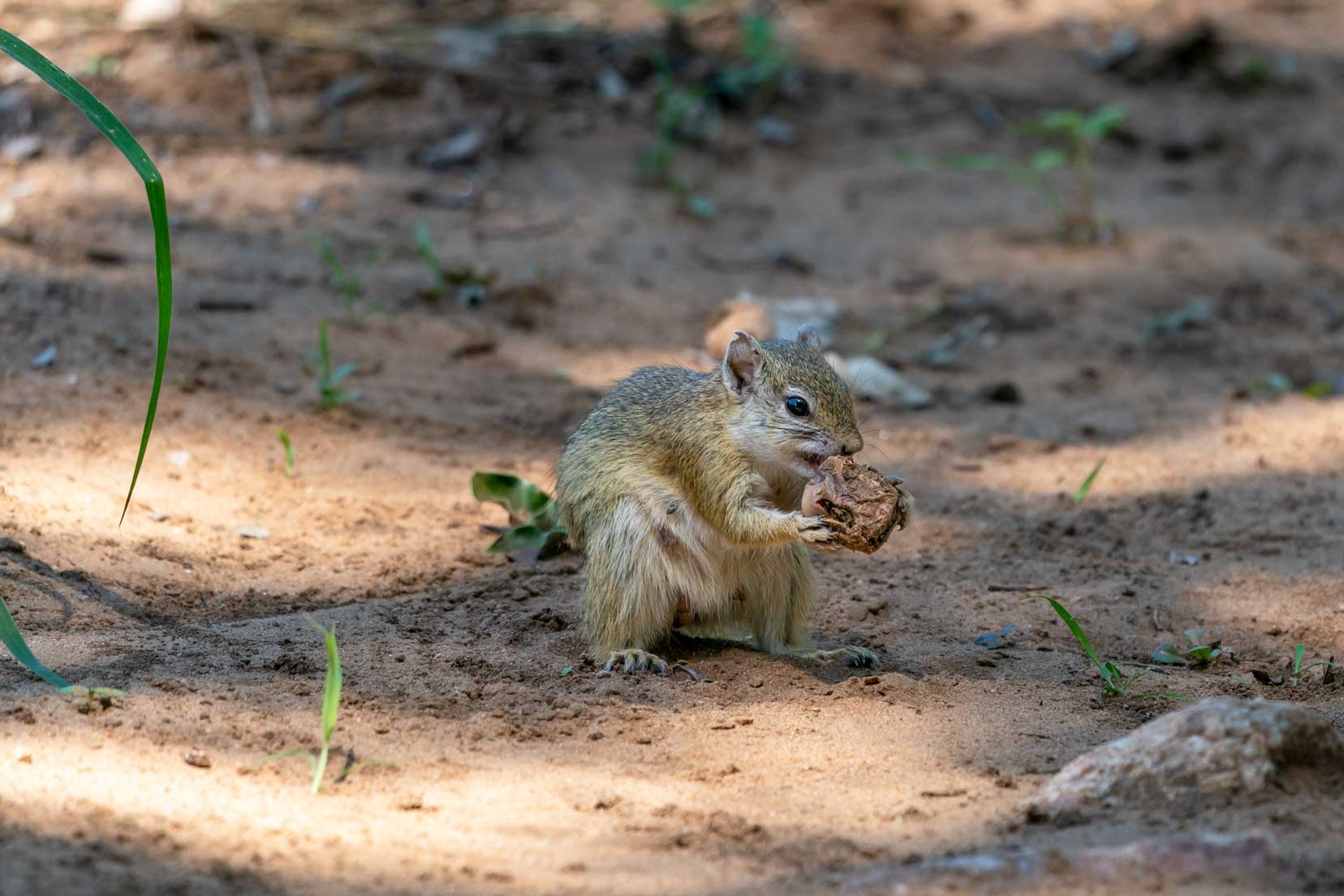 tree squirrel eating a nut