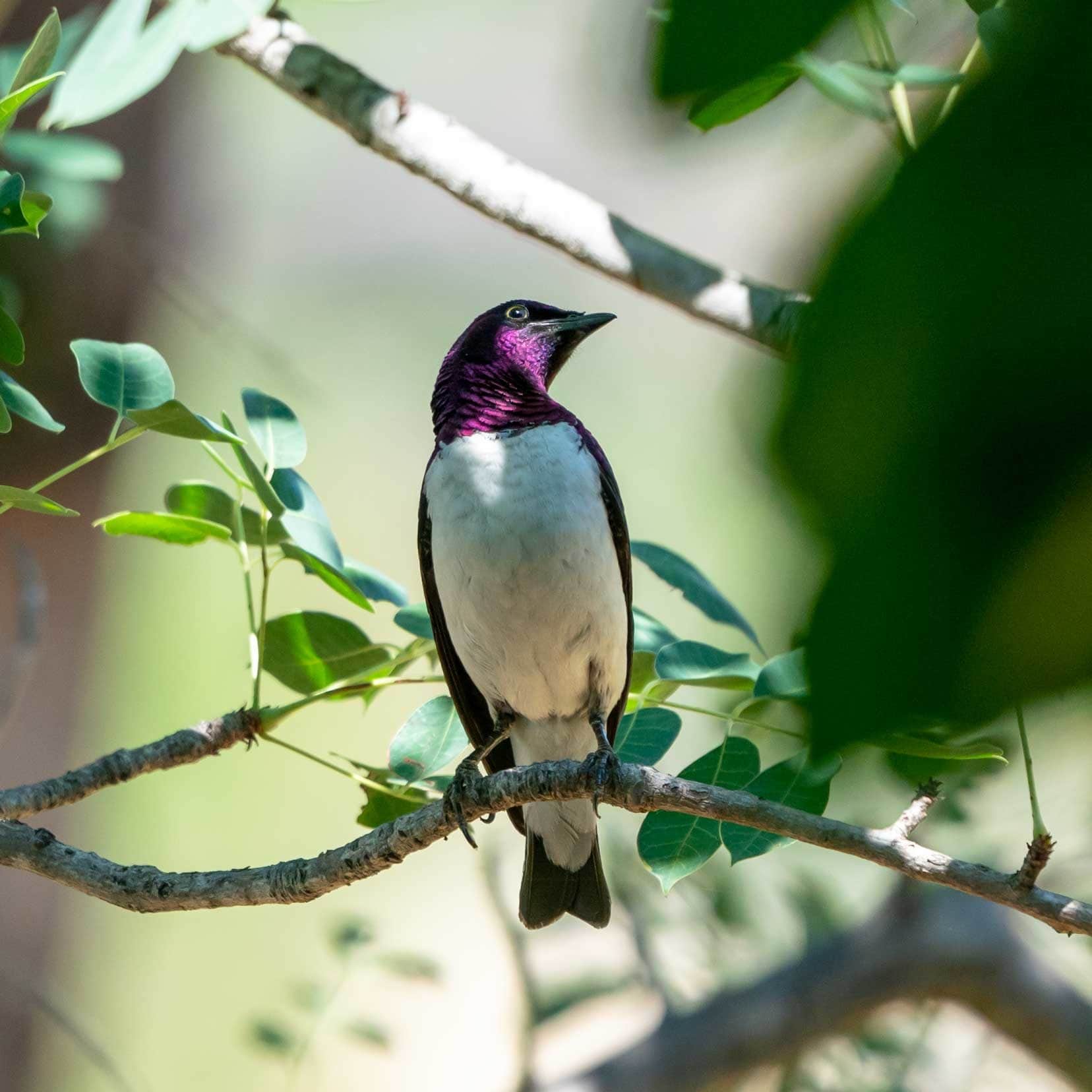 Violet backed starling