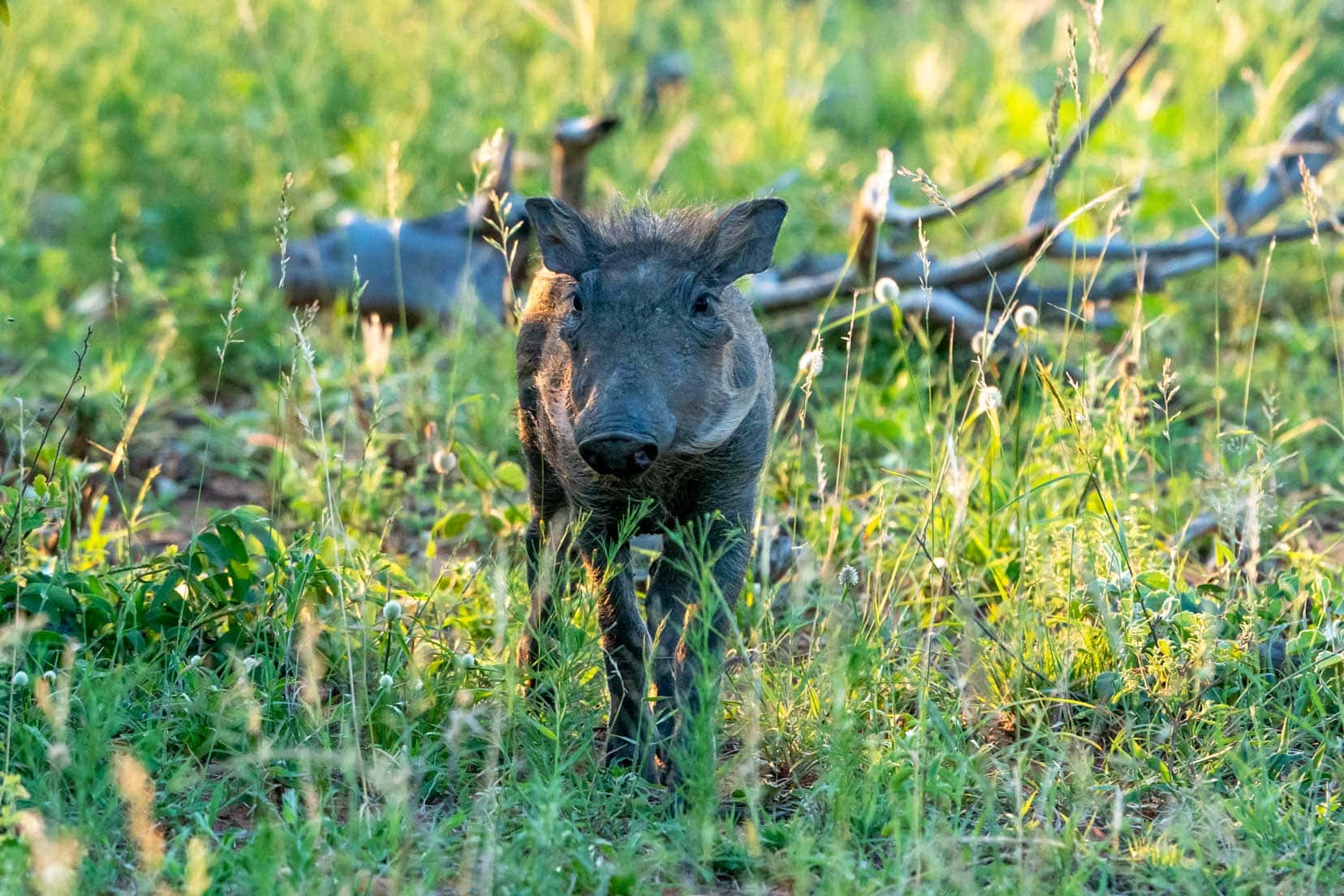 Young warthog 