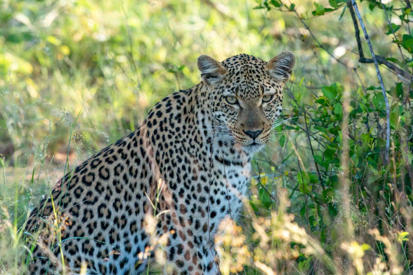 Ivory-Wilderness-leopard-looking-at-camera