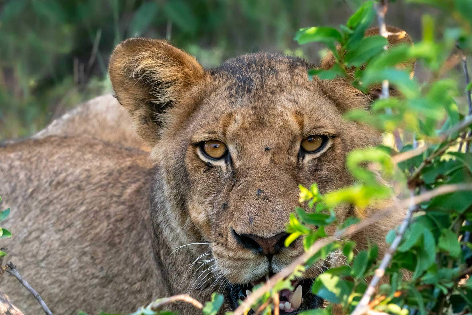 Lioness giving a hard stare at camera in Kruger
