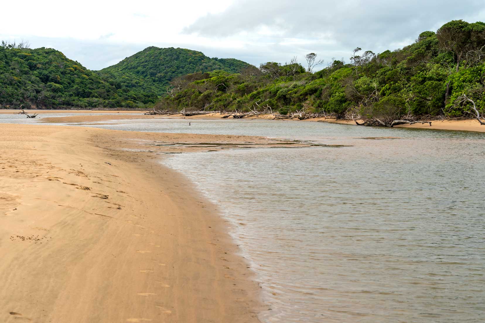 Kosi Bay scenery, low trees and shrubs bordering sandy beach