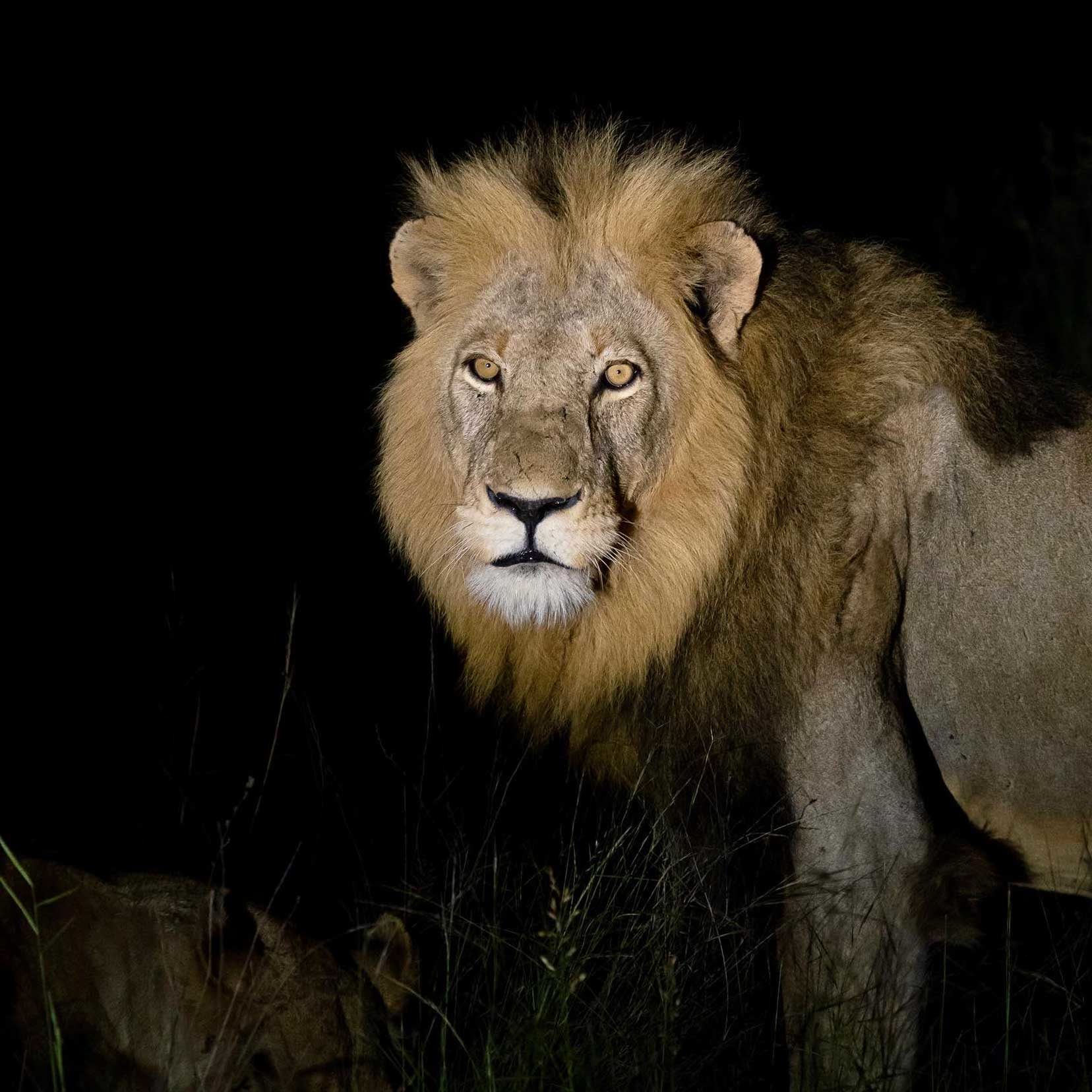 Lion with black background