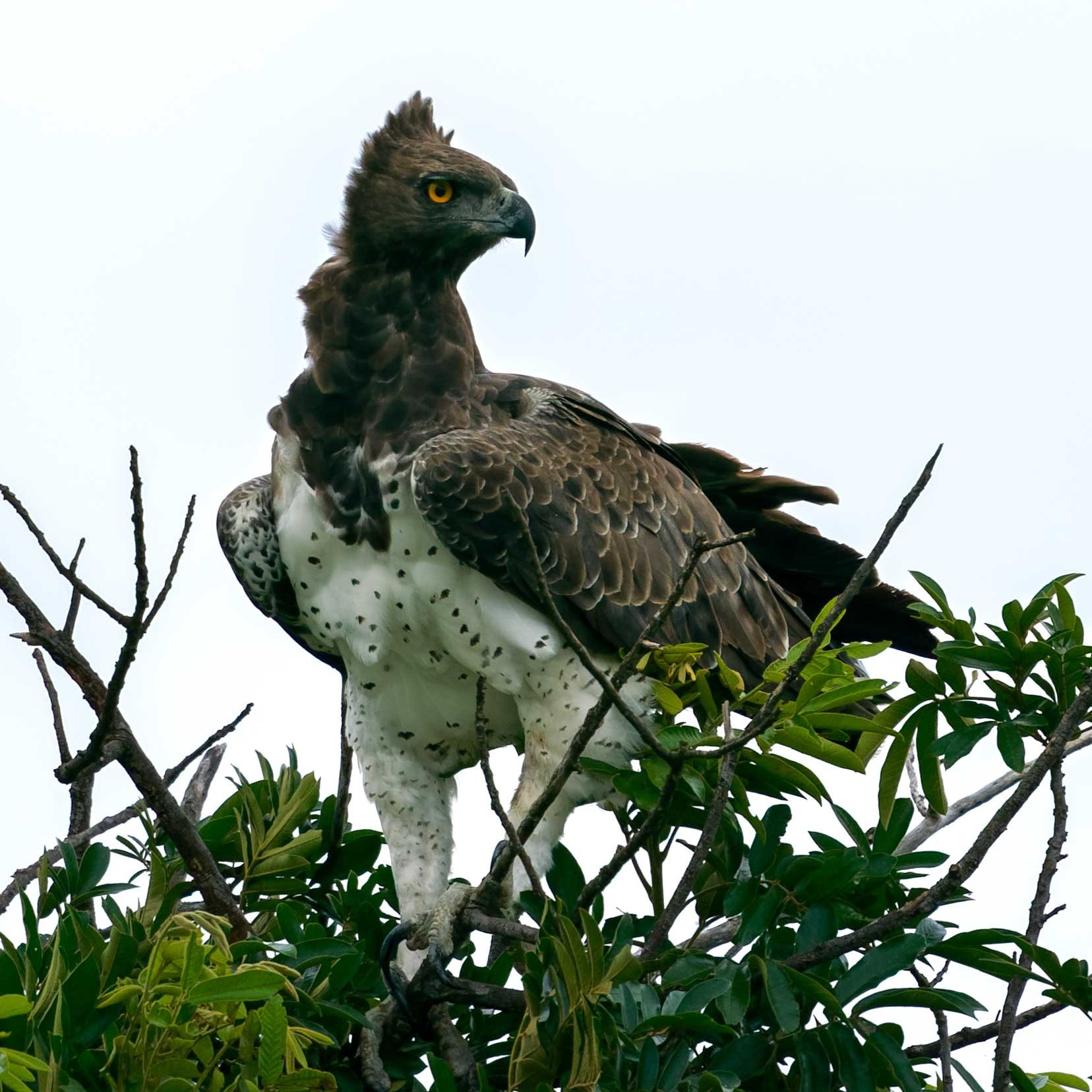 martial eagle looking like he means business