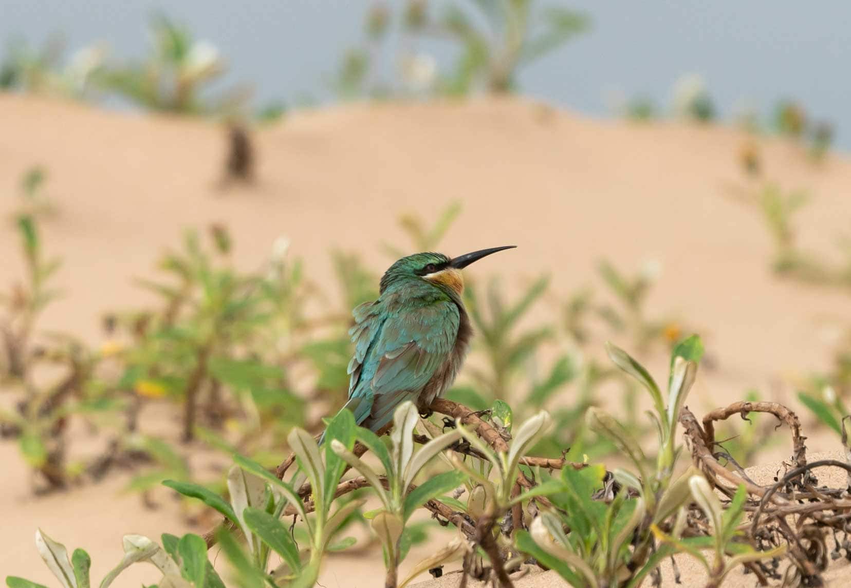 St lucia 1-x-blue-cheeked-bee-eater-in-dunes