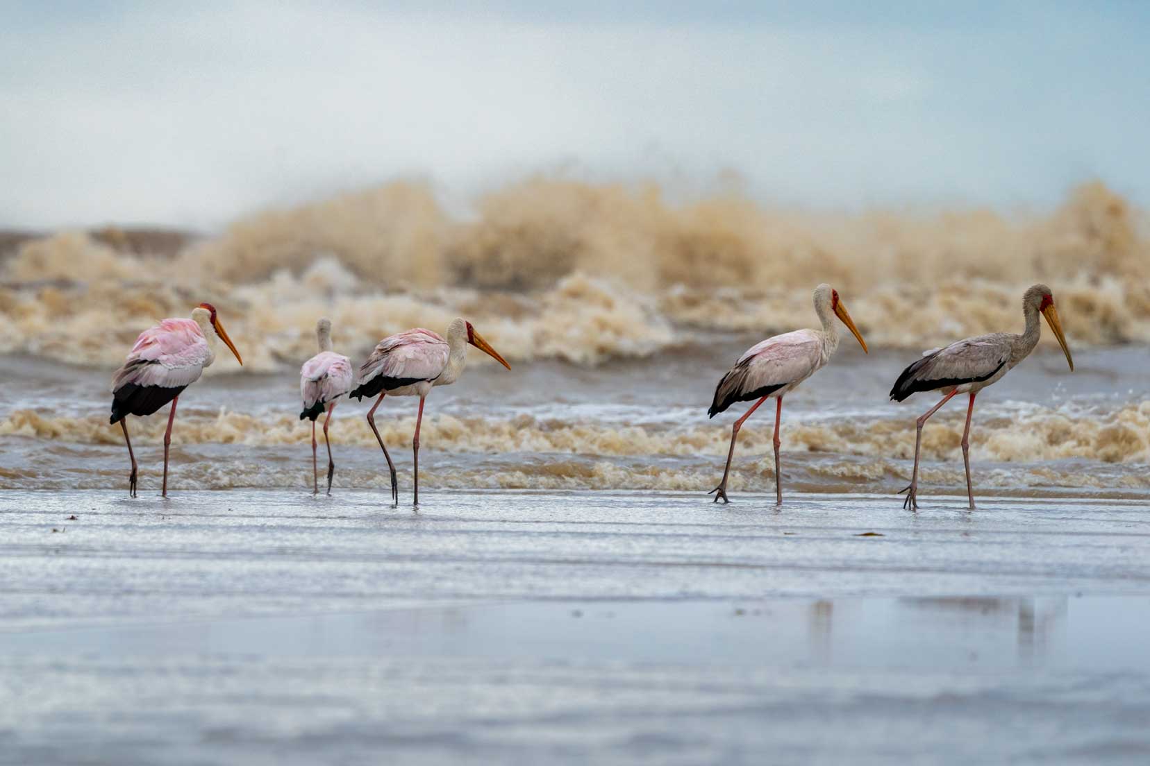 iSimangaliso activities - St lucia 5-yellow-billed storks-with-stormy-seas