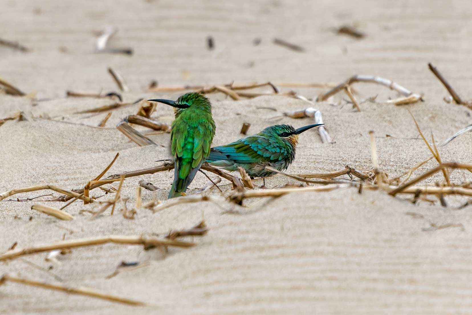 St lucia blue cheeked bee-eaters- with green and blue wings