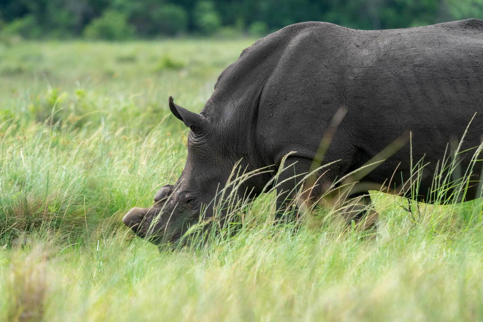 dehorned White Rhino in the Eastern Shores of iSimangaliso