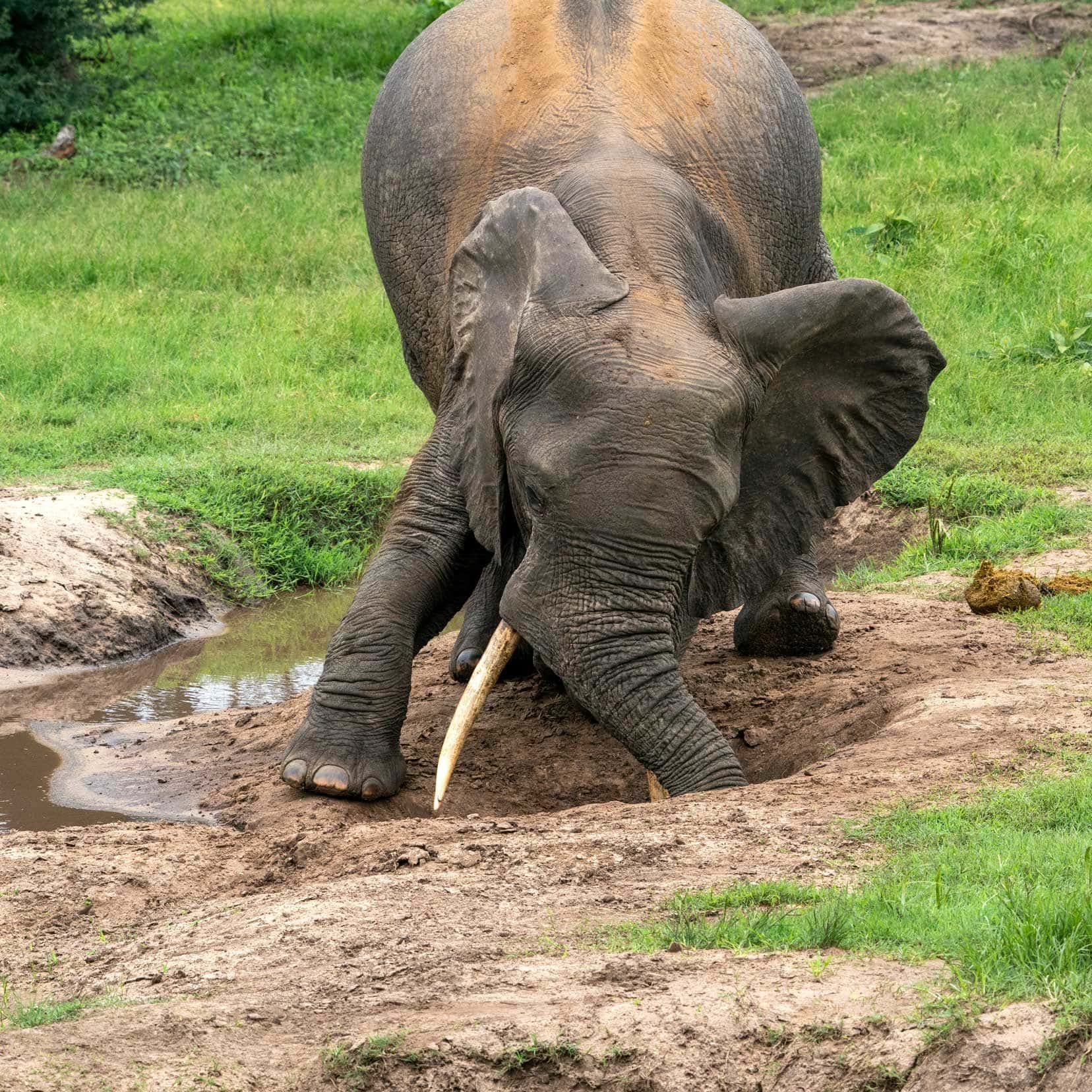 Tembe-elephant-digging-a-hole