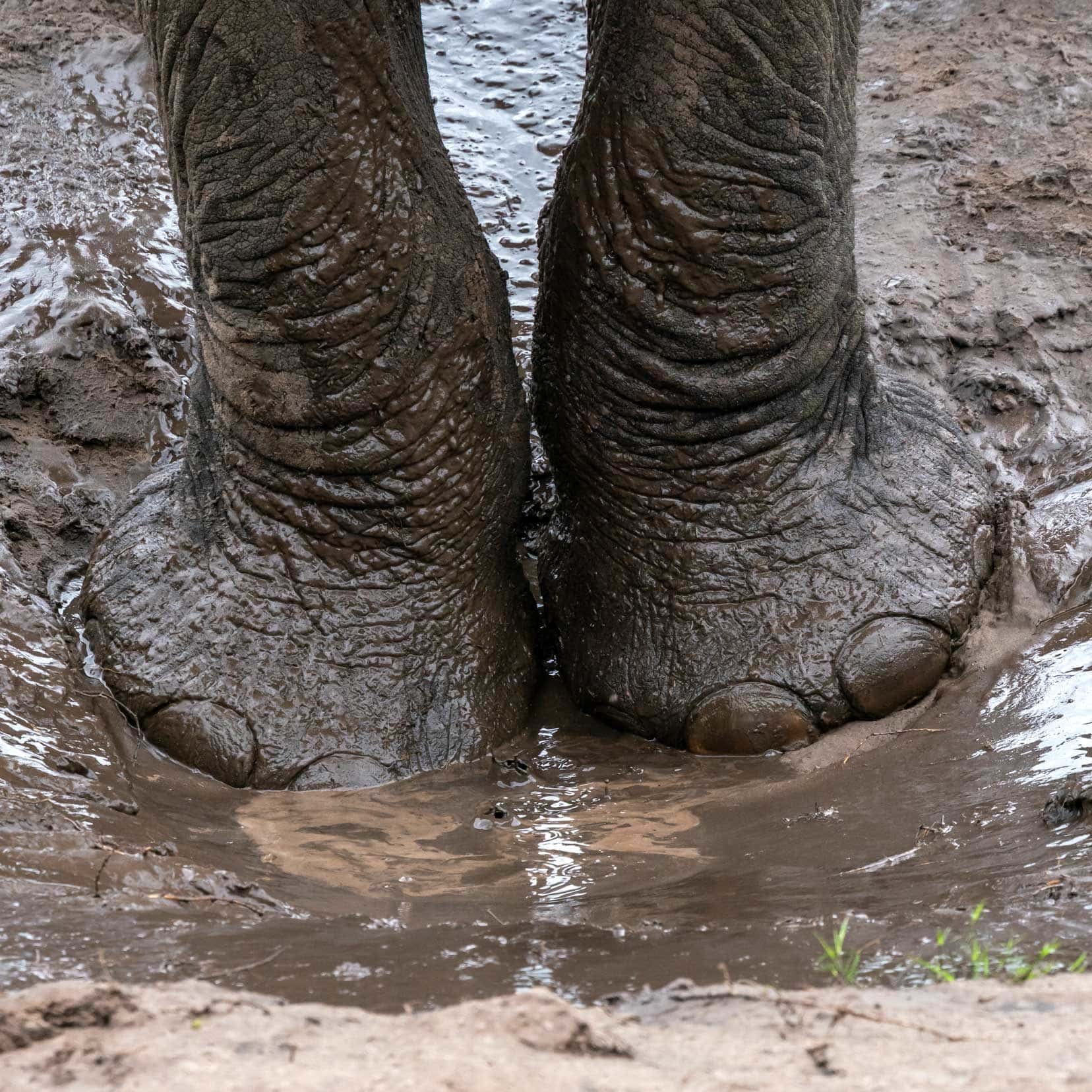 Elephant feet in the mud at Tembe Elephant Park