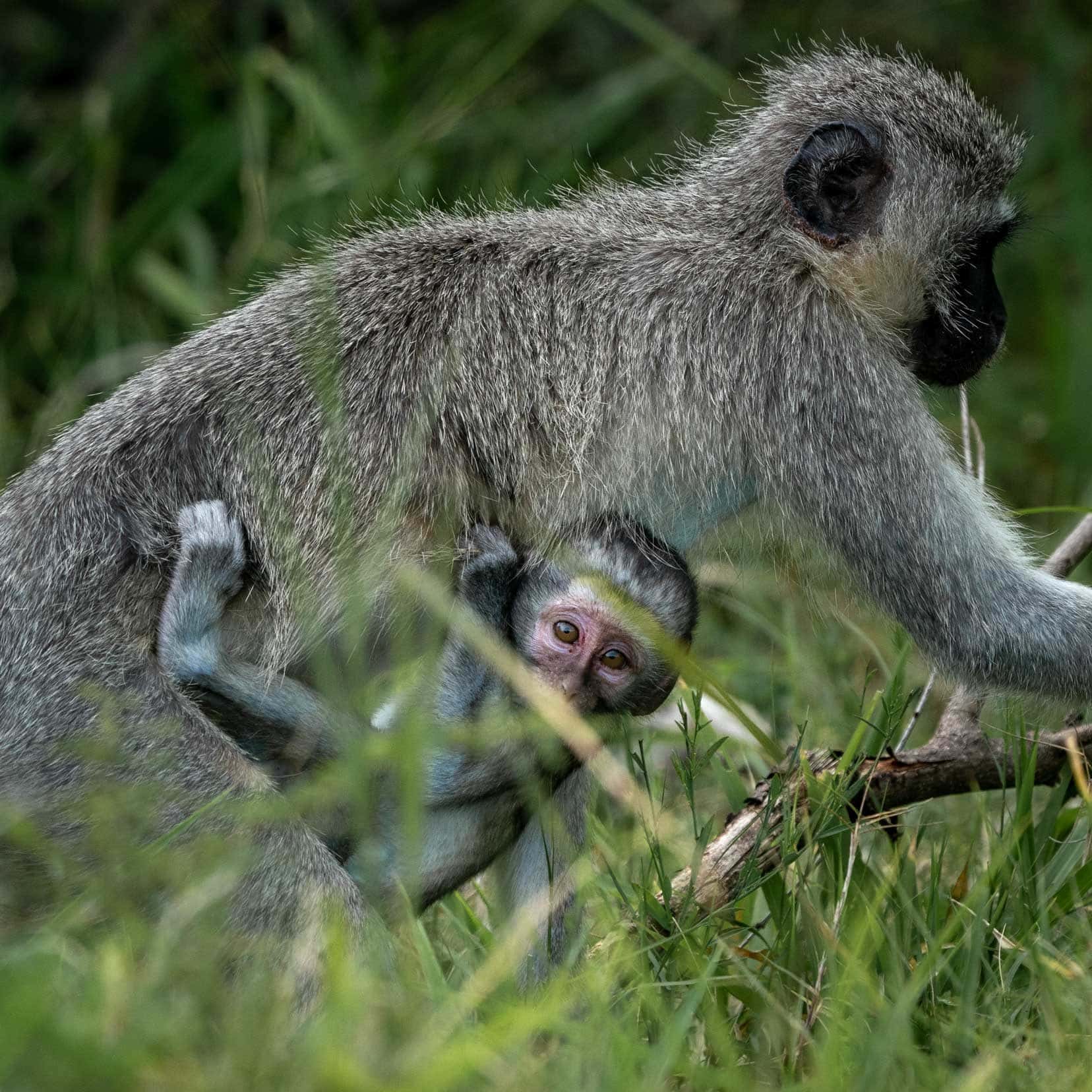 Vervet monkey mum and bub