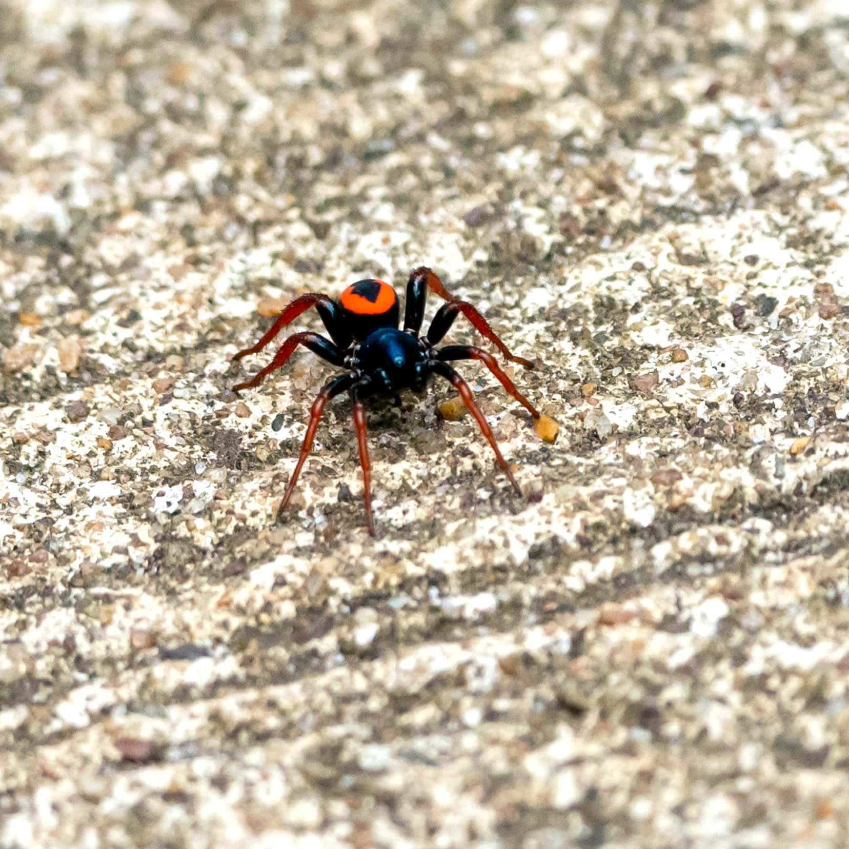 black spider with a red dot and black in middle on its back