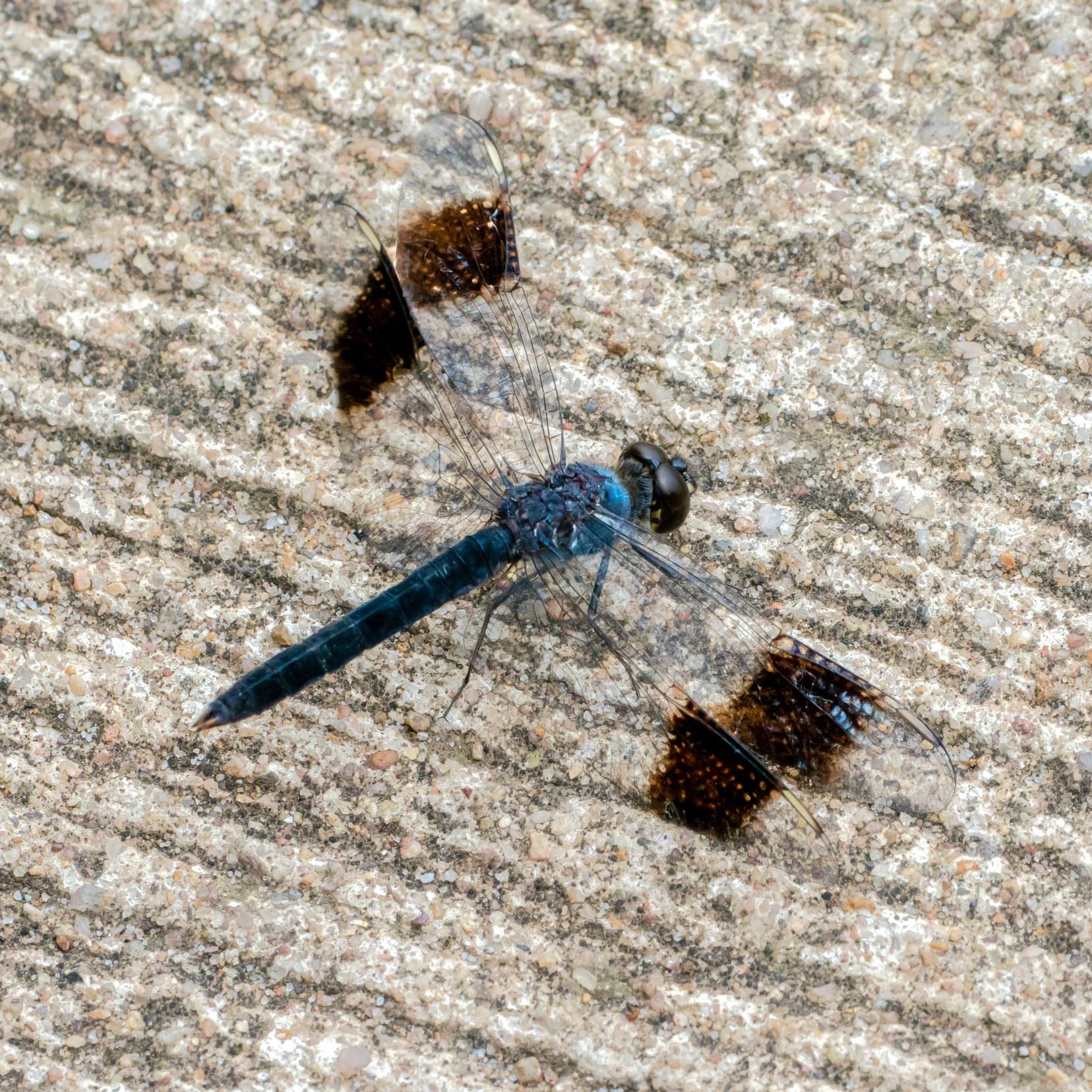 dragonfly with dark patches on transluscent wings