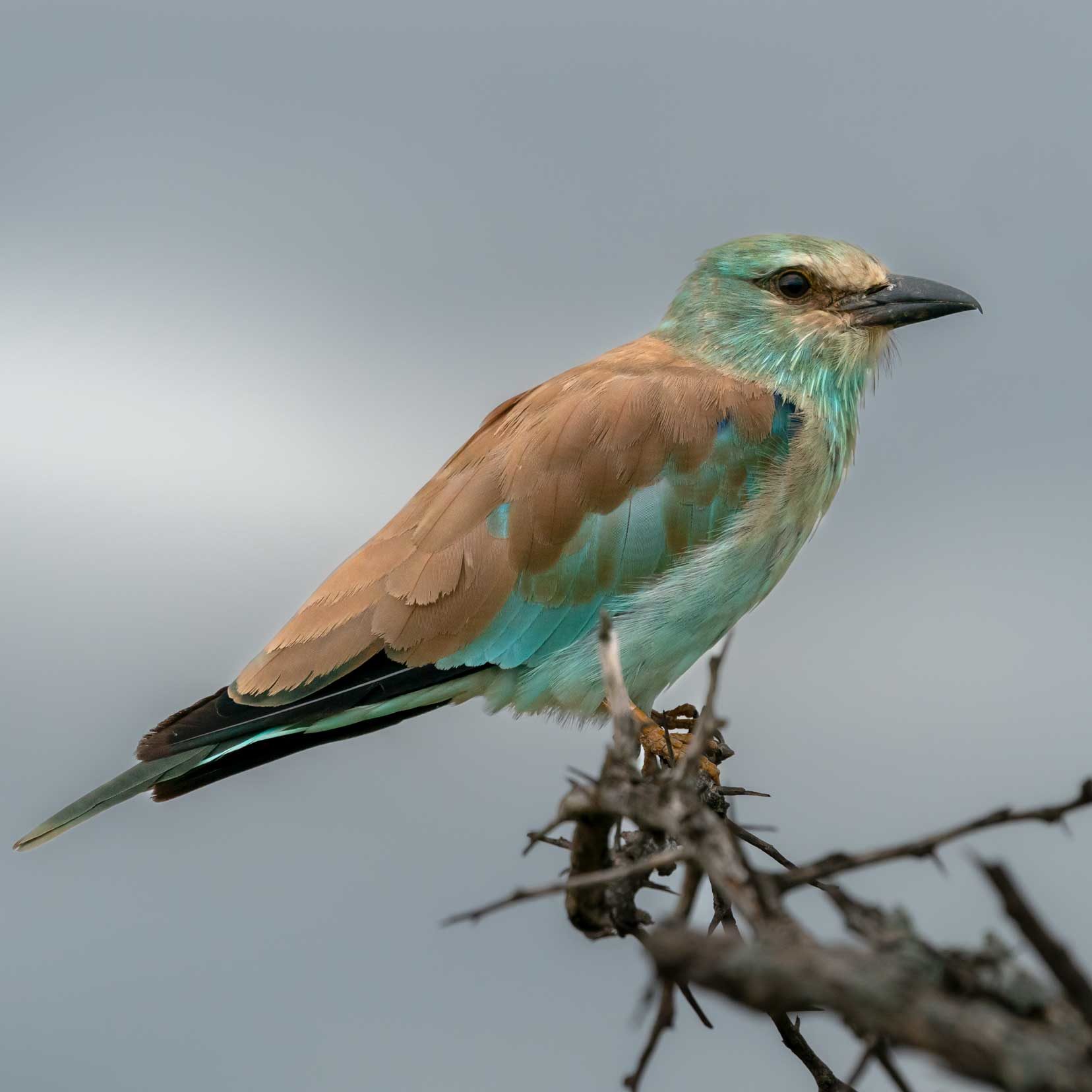 European Roller with turquoise front and light brown back