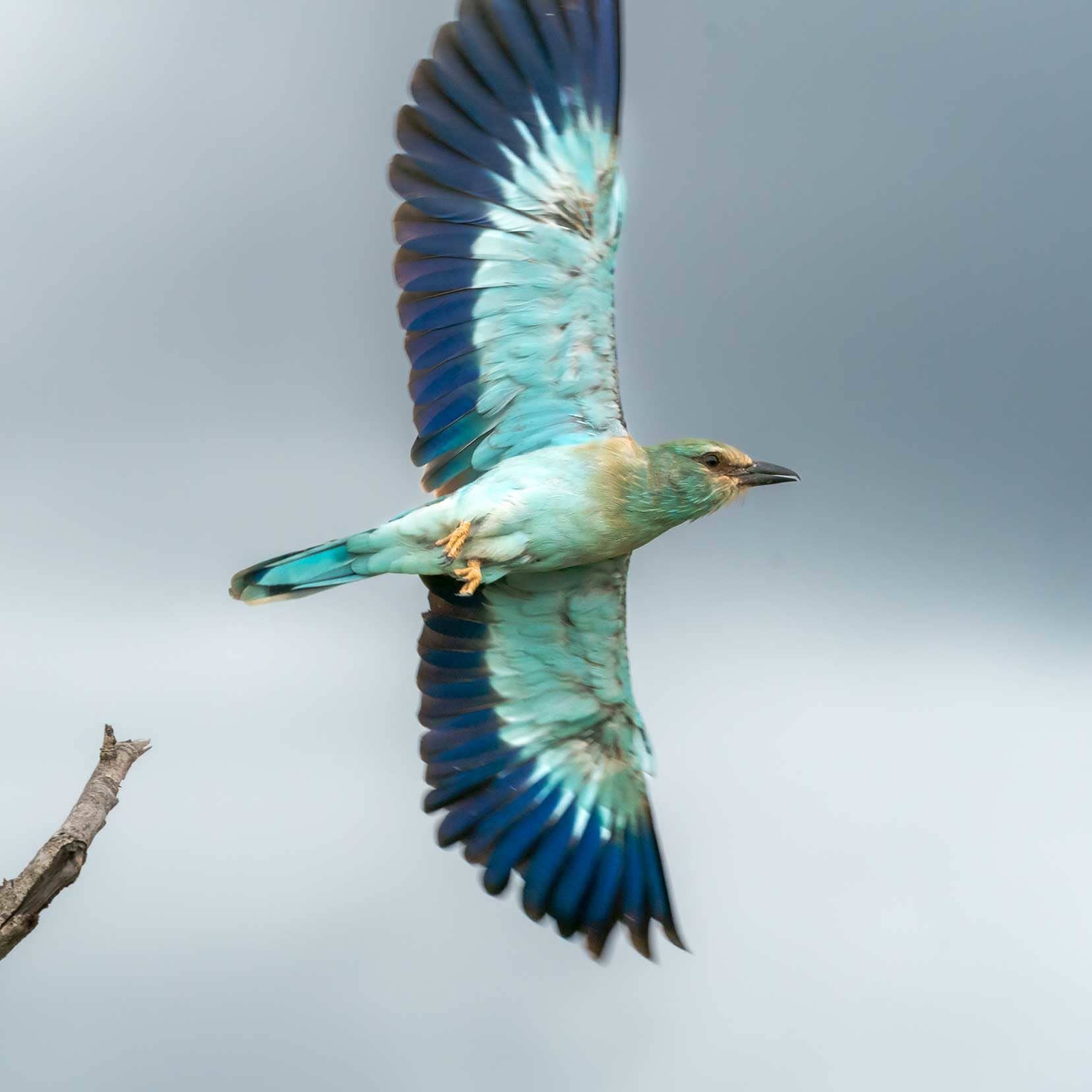 European roller in flight 