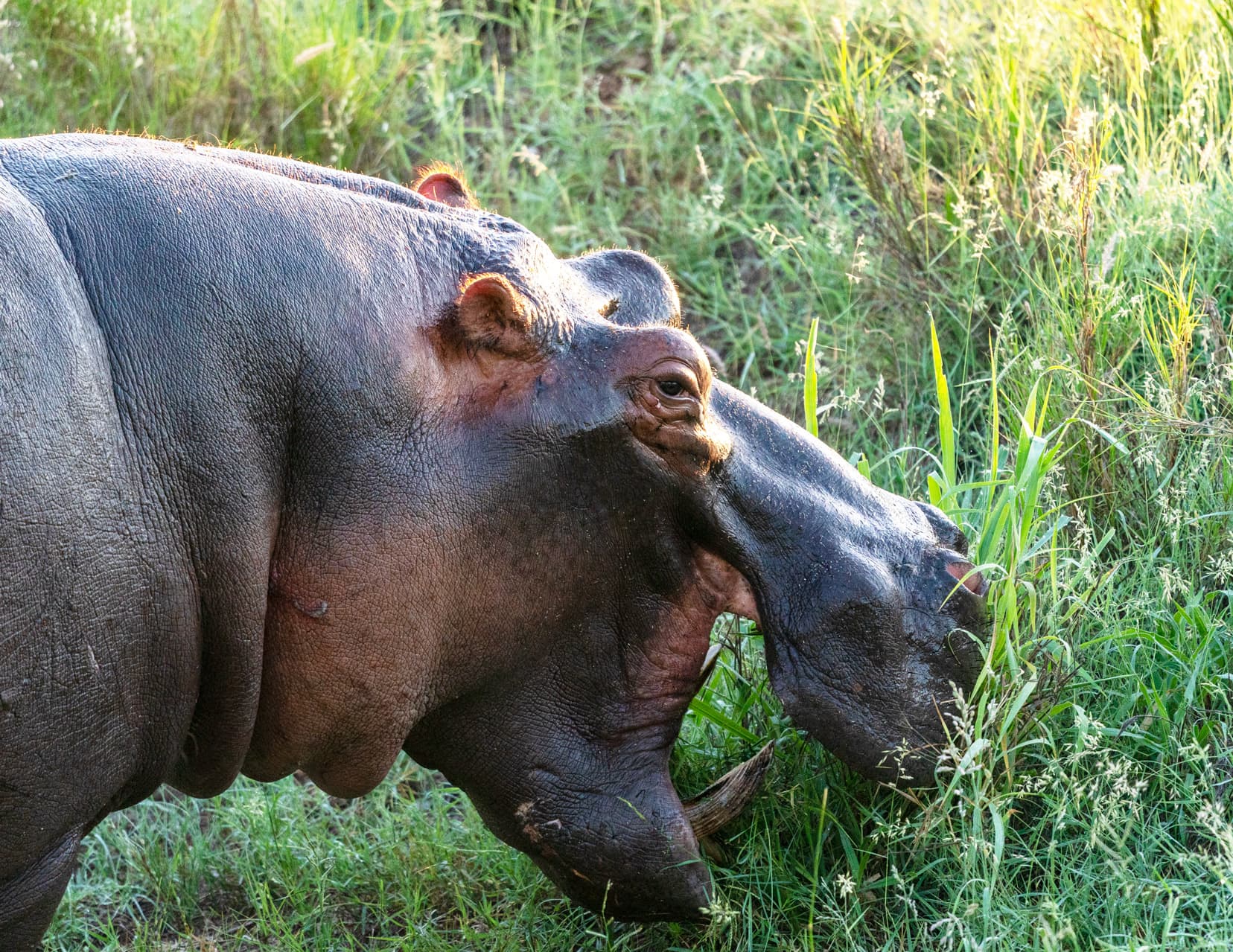 photo of a hippo eating grass 