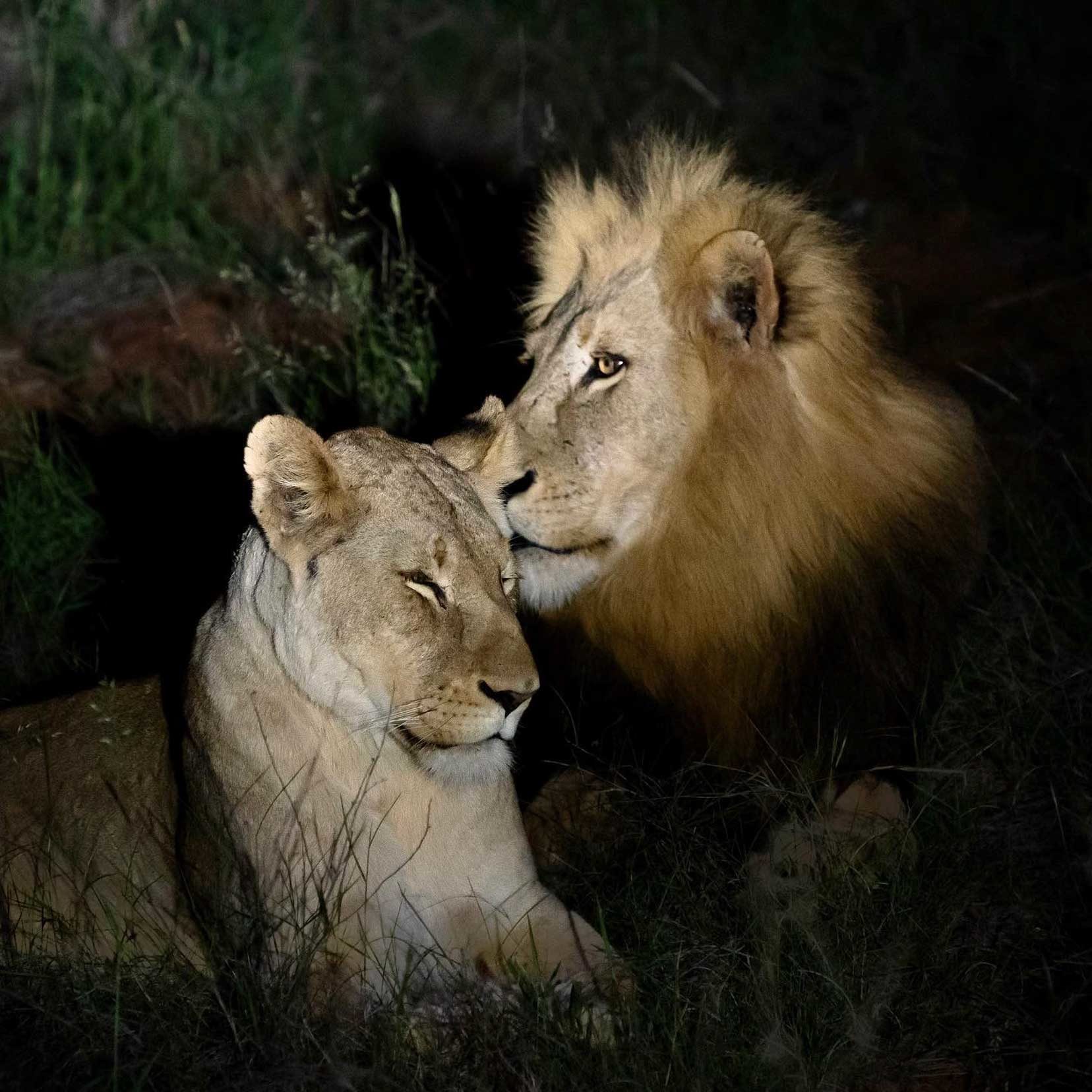 Male and female lion touching heads with a black background