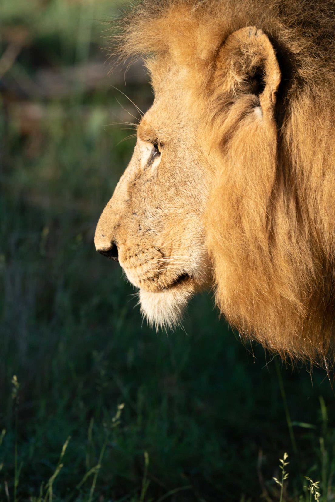 Male lion head closeup