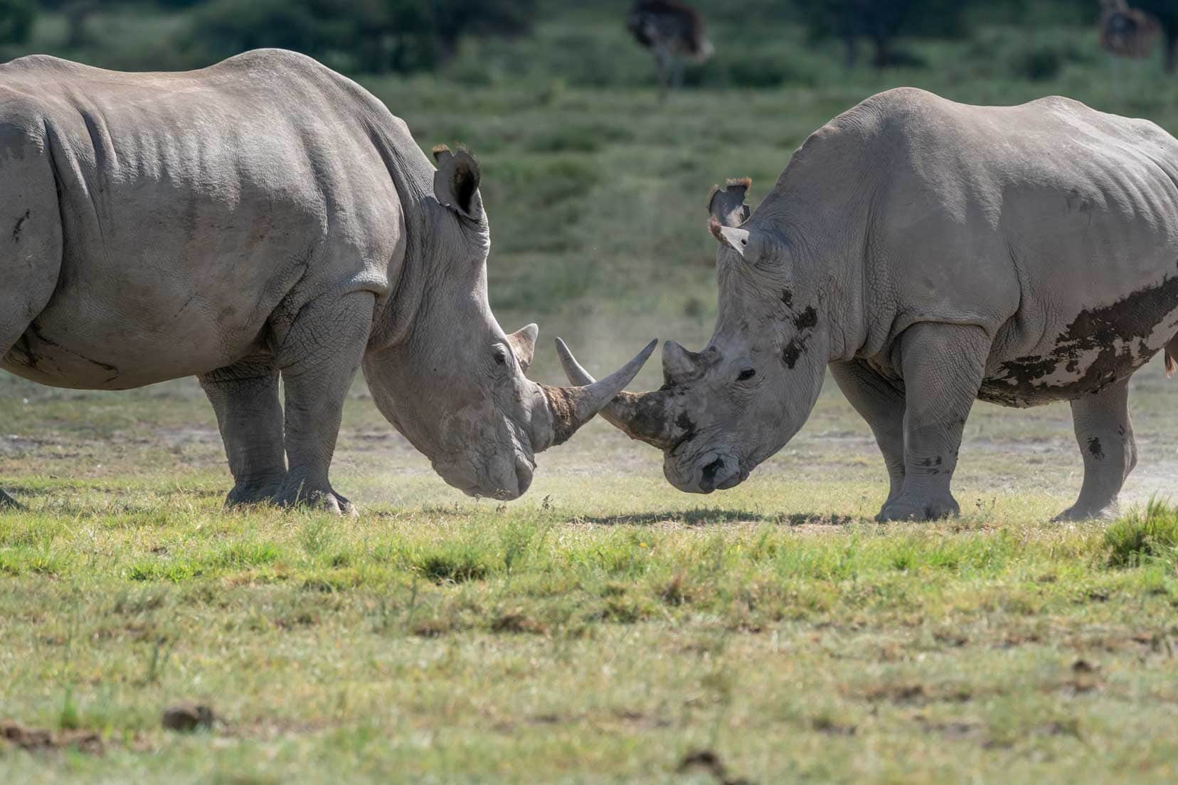 2-rhinos-horn-to-horn