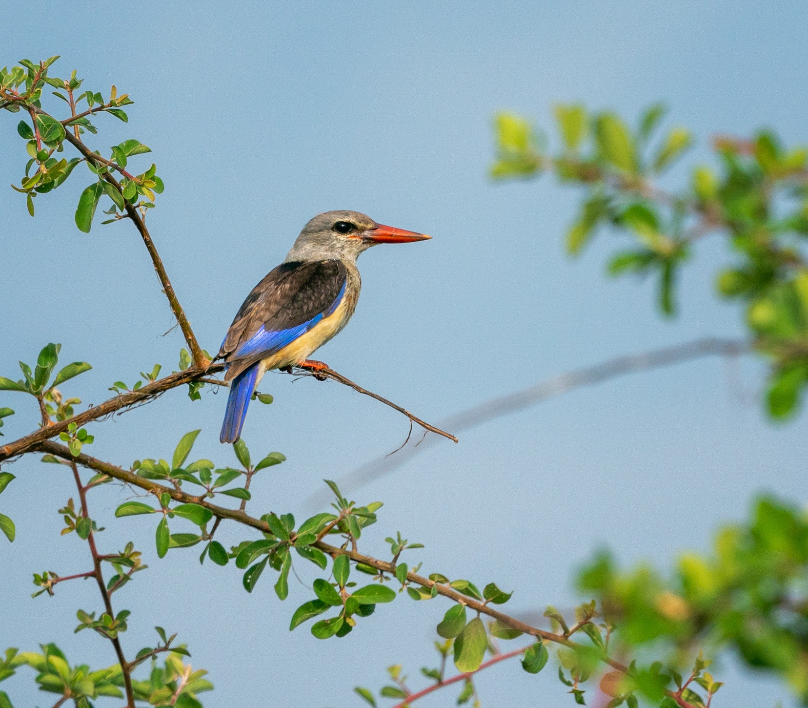 Grey headed kingfisher