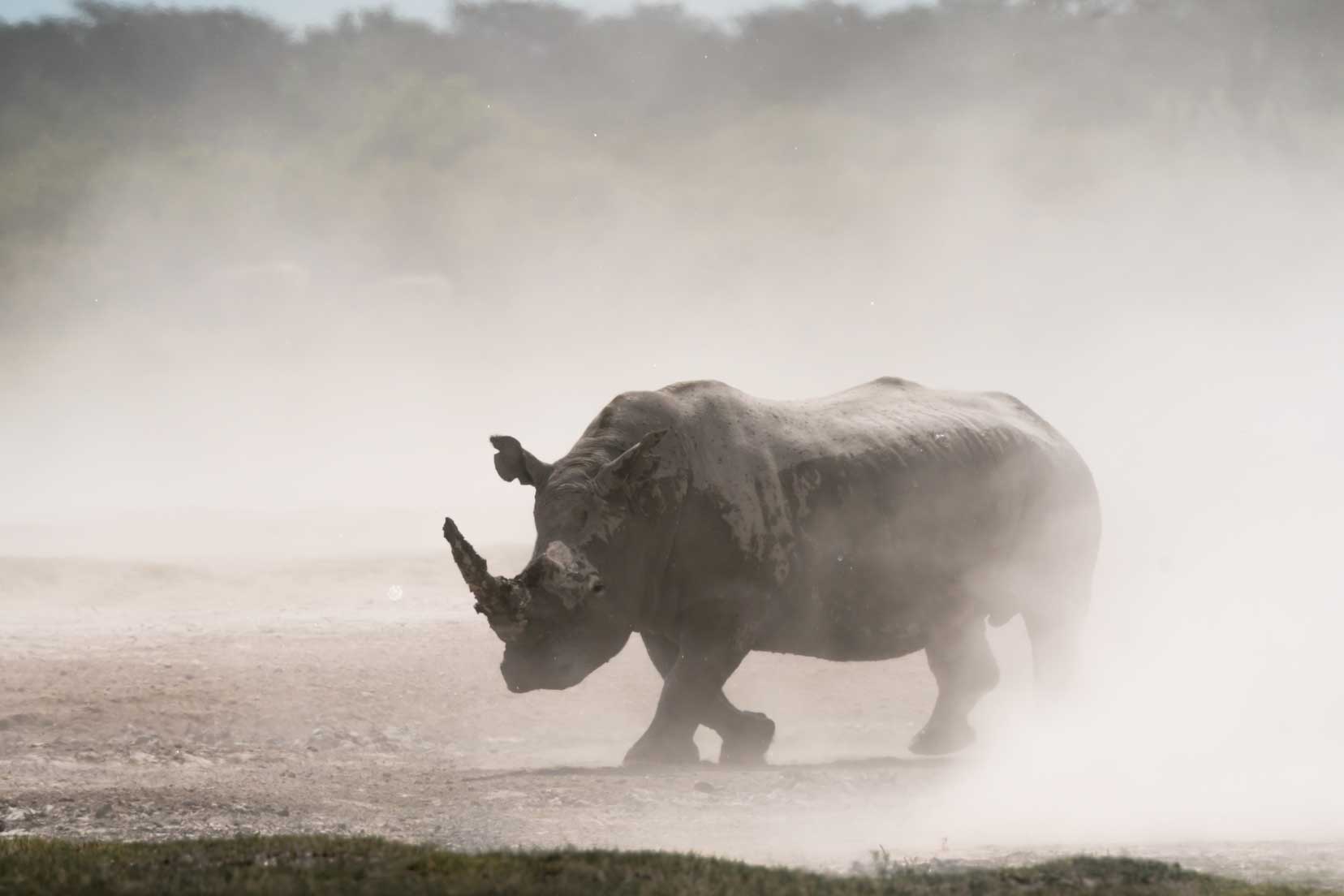 Khama Rhino Sanctuary Rhino in mist