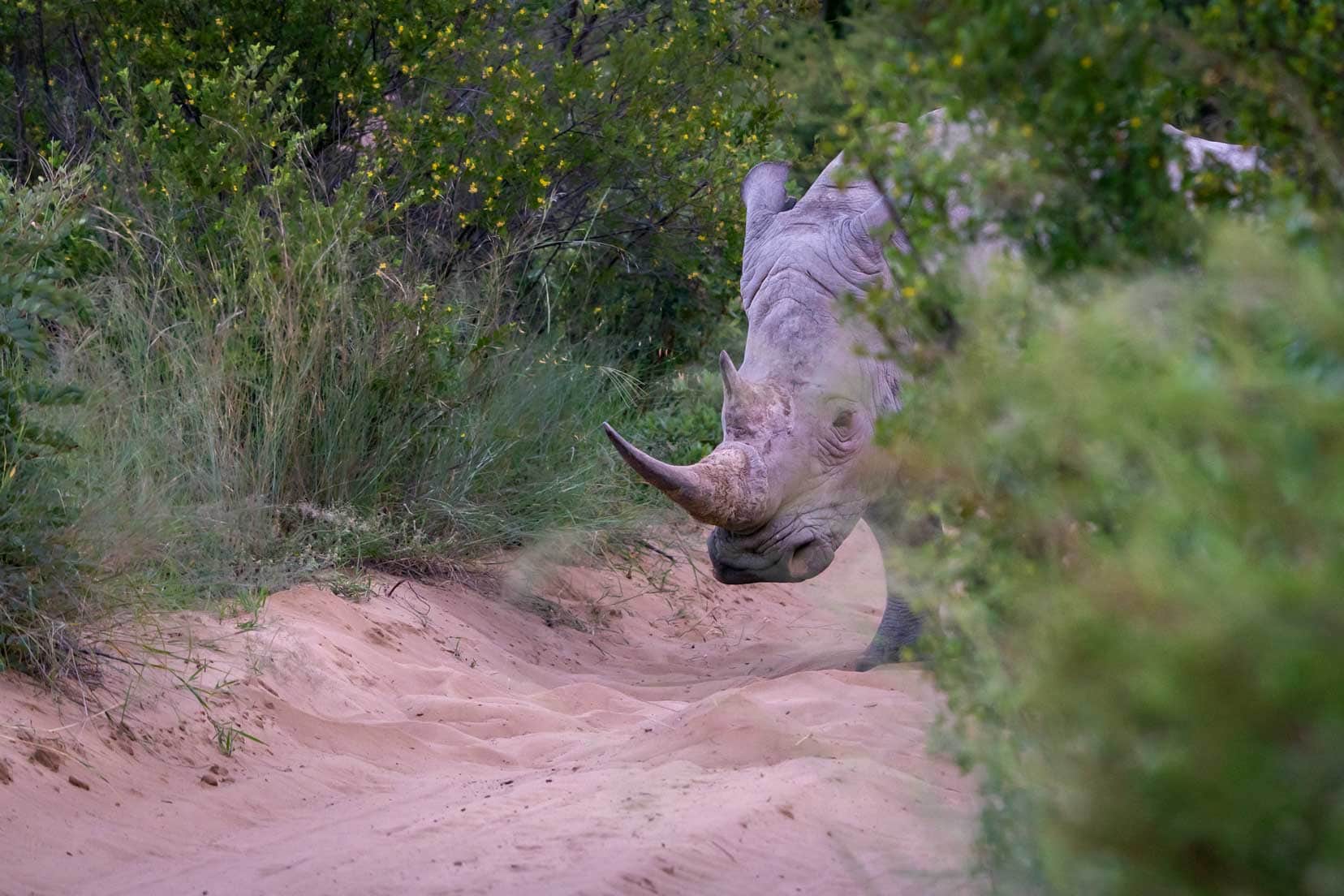 Khama Rhino Sanctuary Rhino in sand peeking around a bush