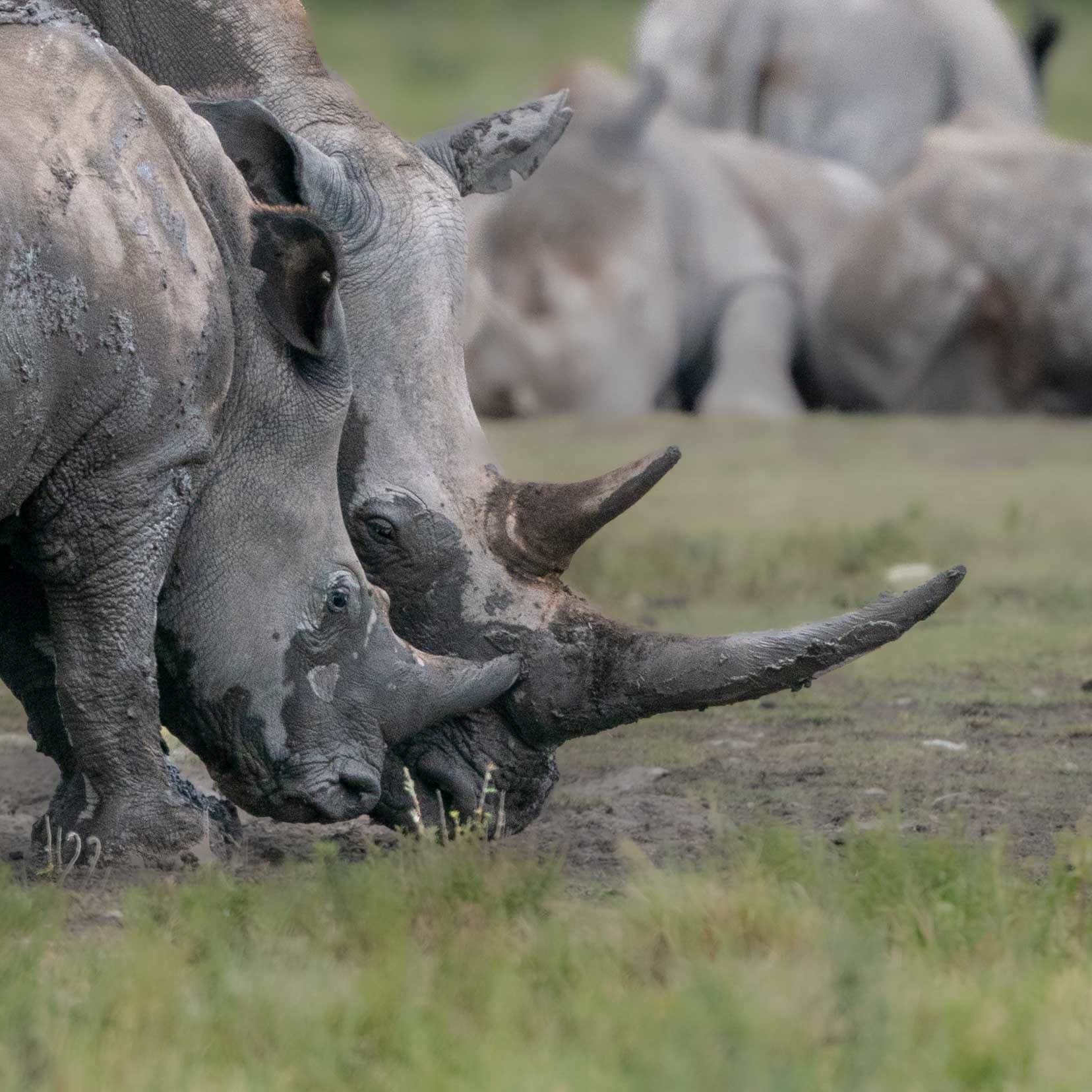 Two rhinos beside each other 