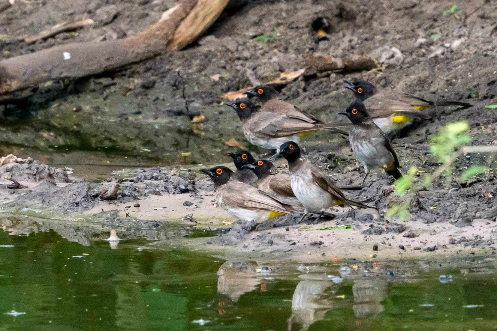 Khama Rhino Sanctuary birds at waterhole