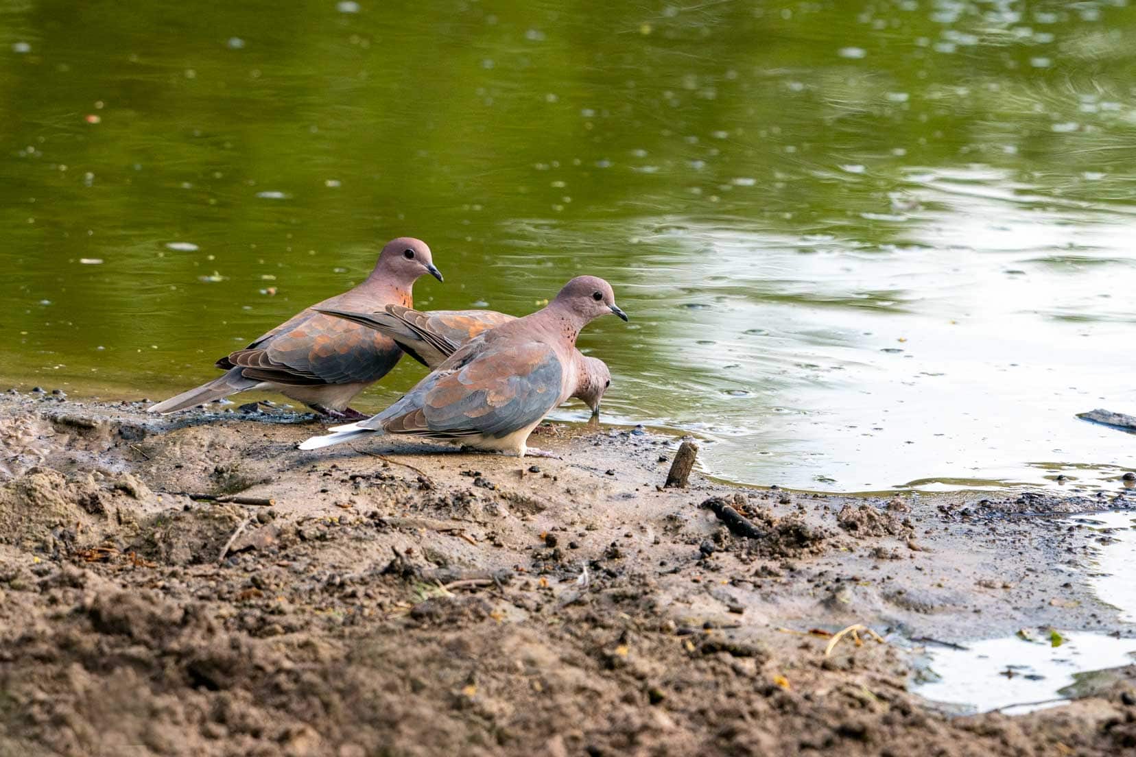 Doves at the khama rhino  bird hide