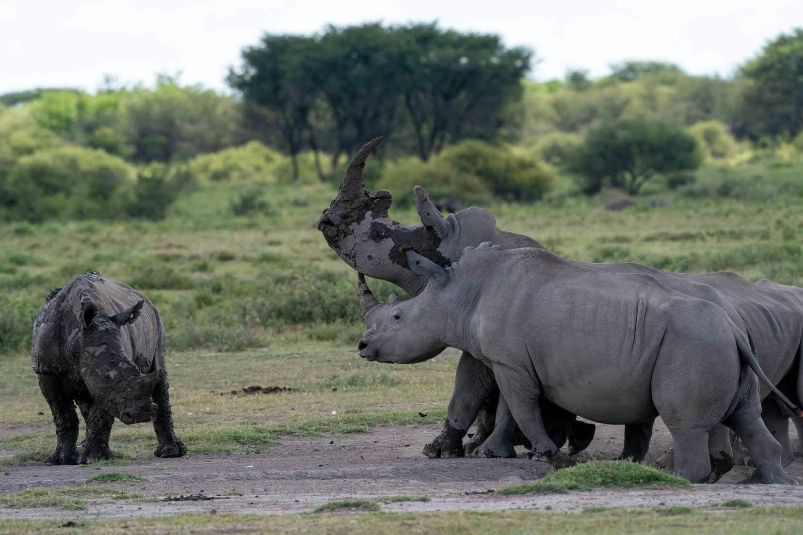 Three rhinos looking at each other
