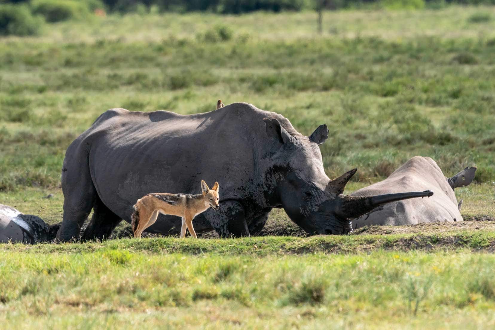 Khama Rhino Sanctuary jackal by rhino