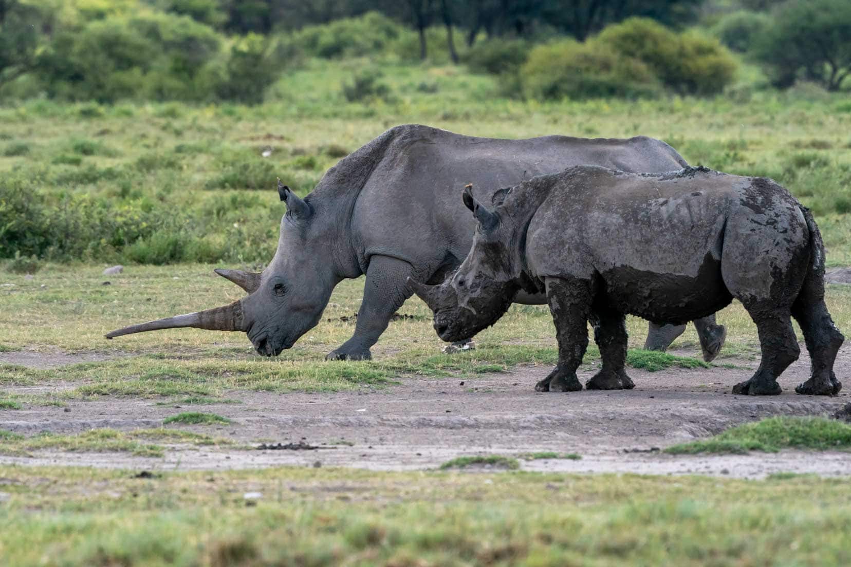 Khama Rhino Sanctuary long rhino horn
