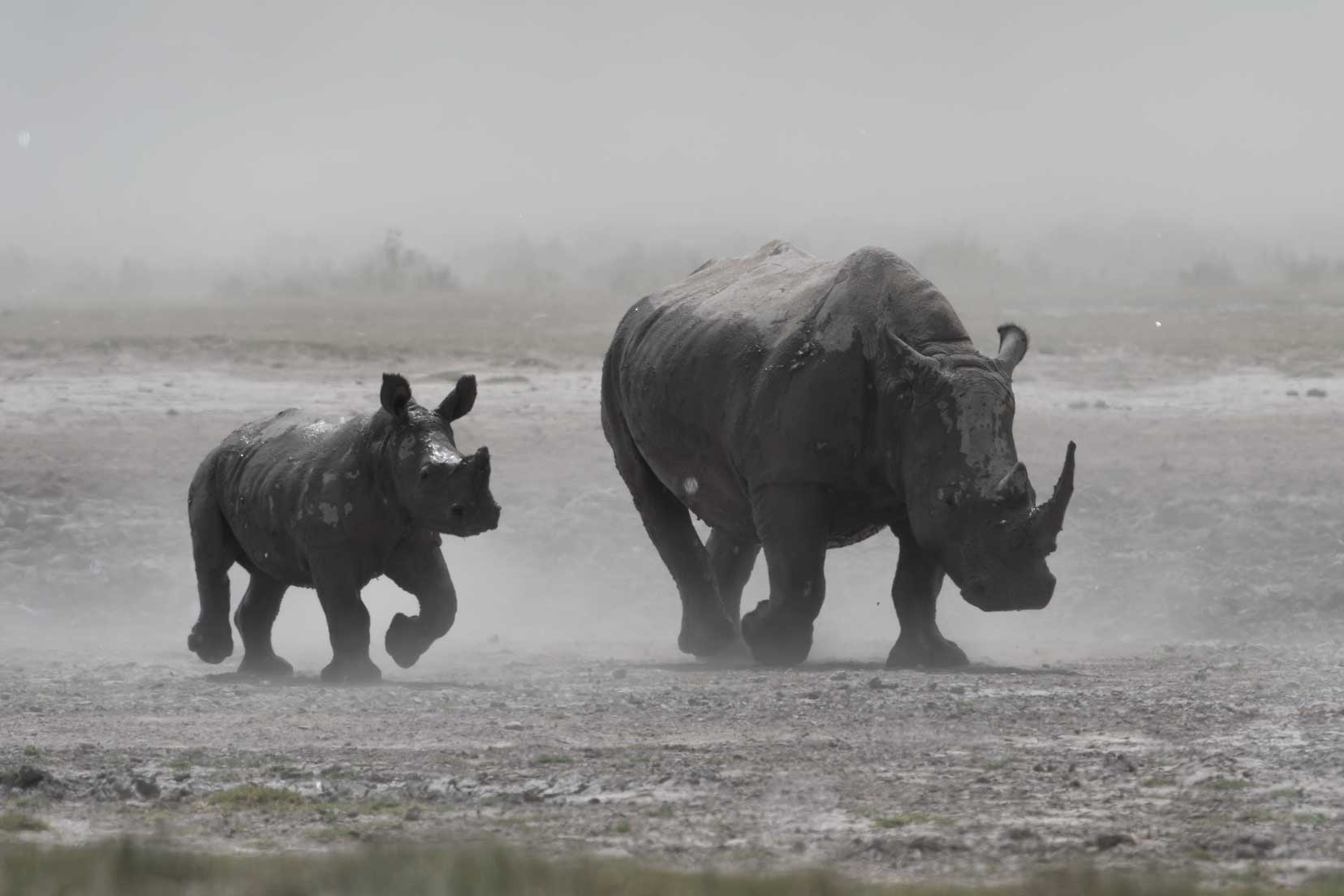 Mum and baby rhino at Khama Rhino Sanctuary