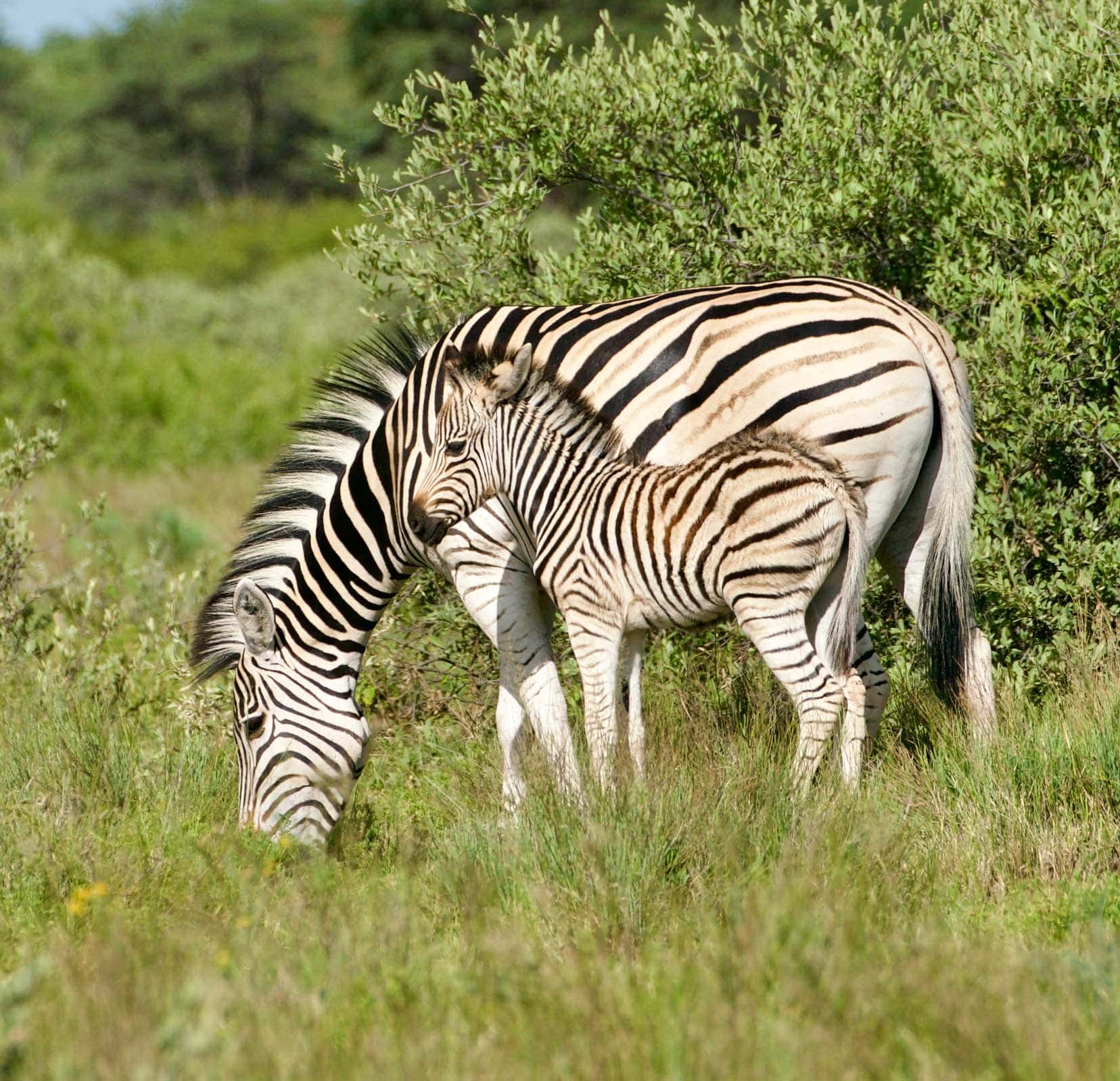 Khama Rhino Sanctuary mum and bub zebra
