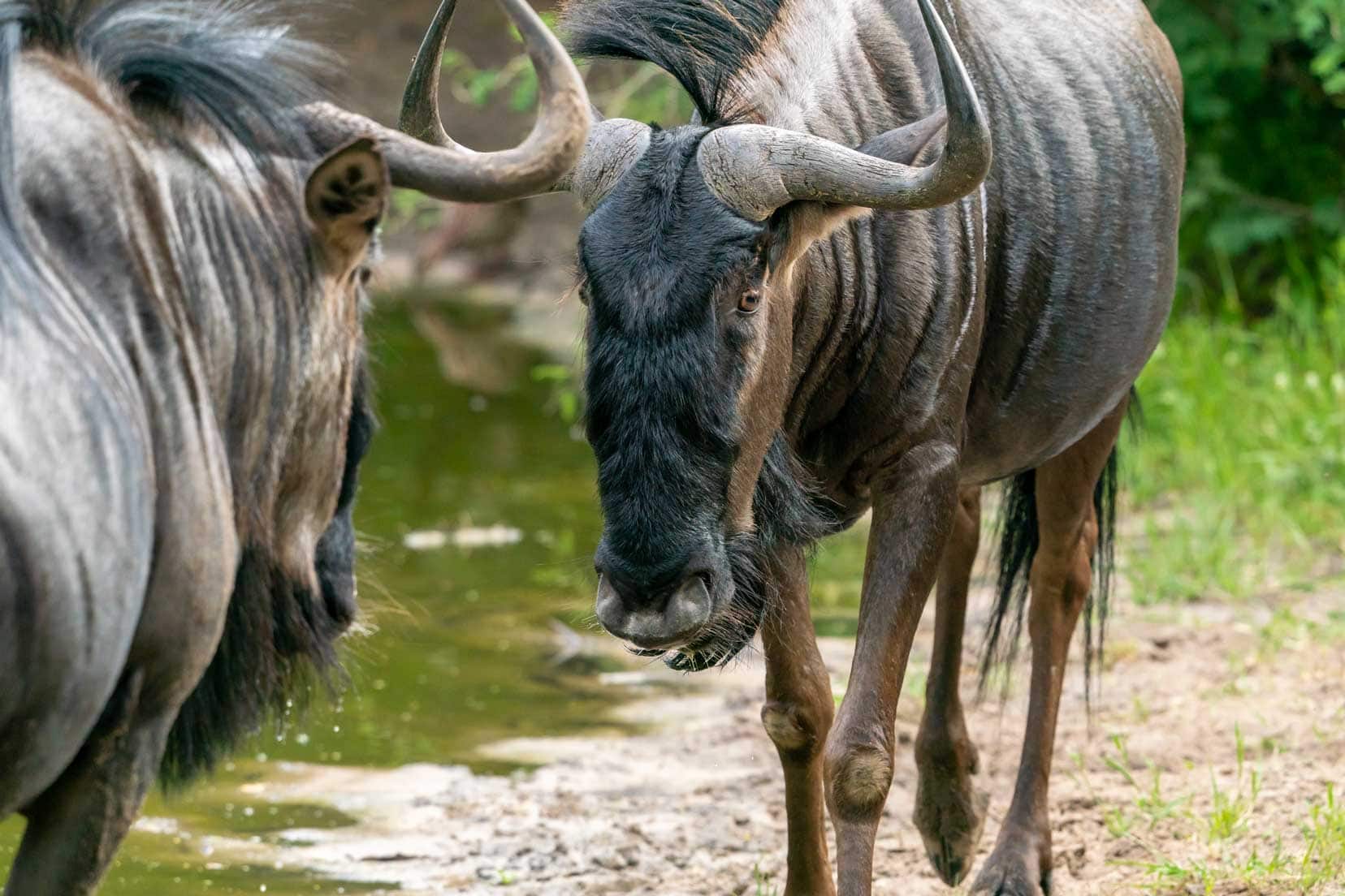 Khama Rhino Sanctuary wildebeest at waterhole