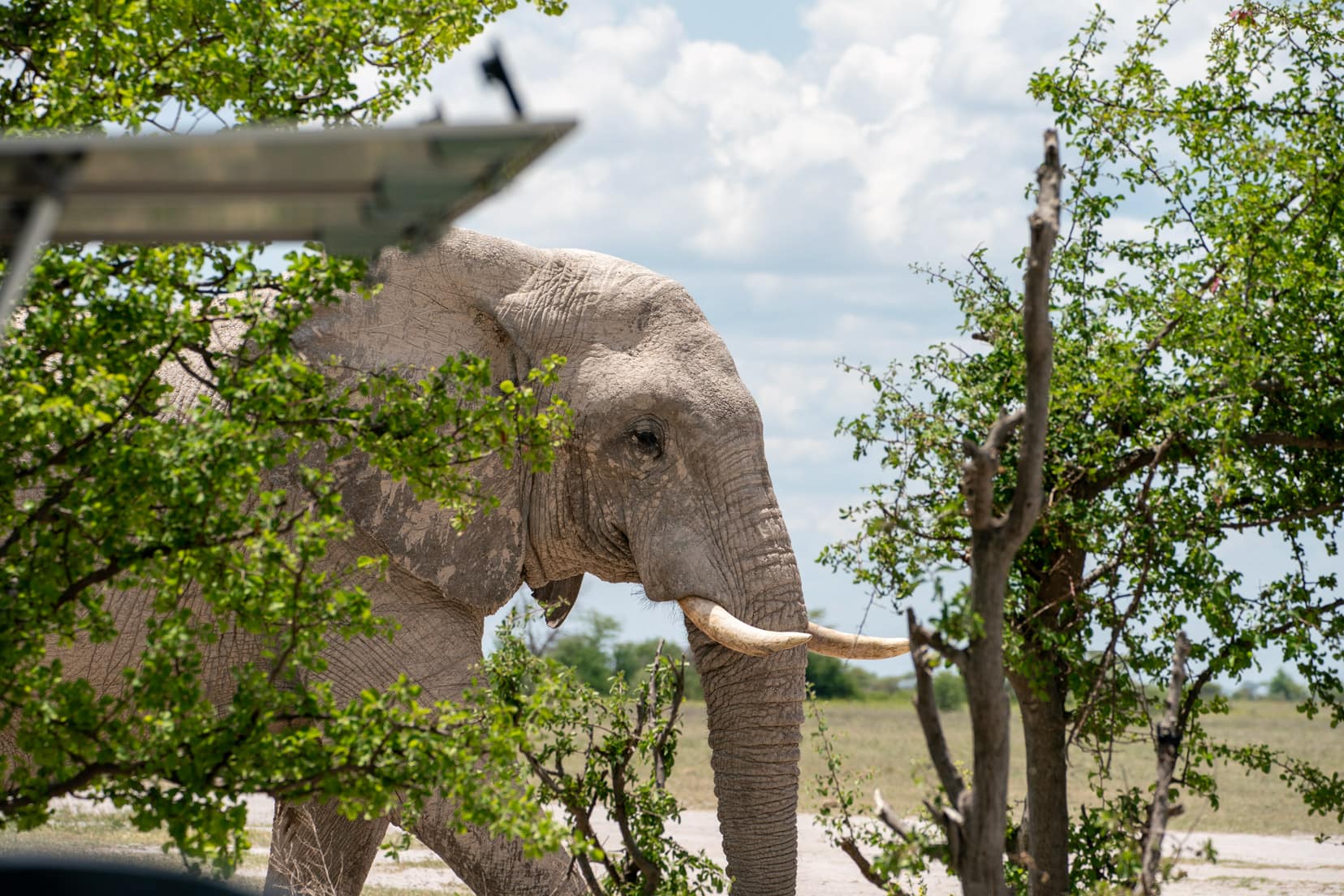 head of elelphant appearing from around a bush at nxai pan national park