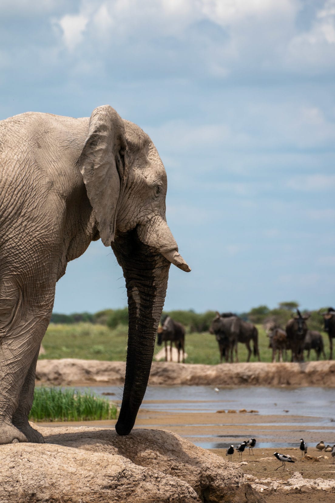 Elephant at waterhole with wildebeest in background