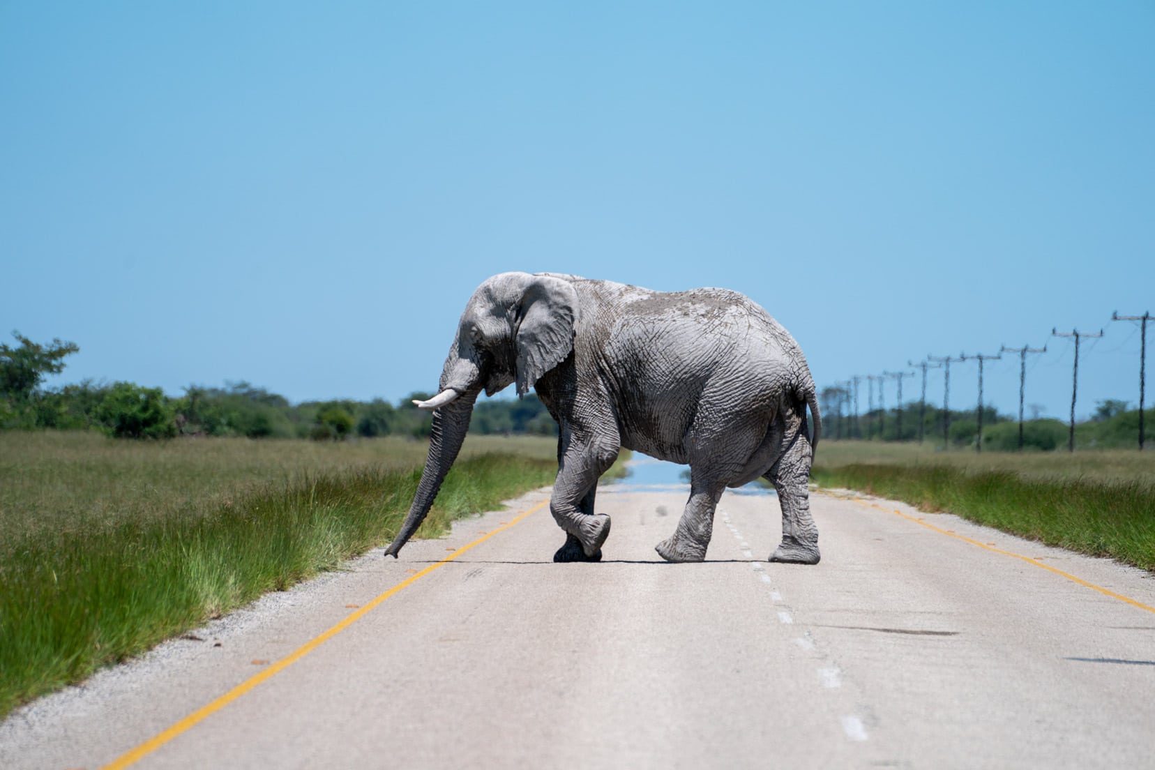 Elephant on the A3 road 
