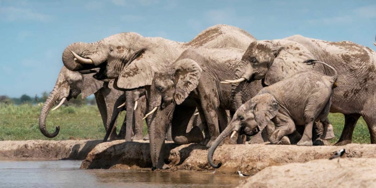 Nxai Pan National Park Header - elephants drinking at waterhole