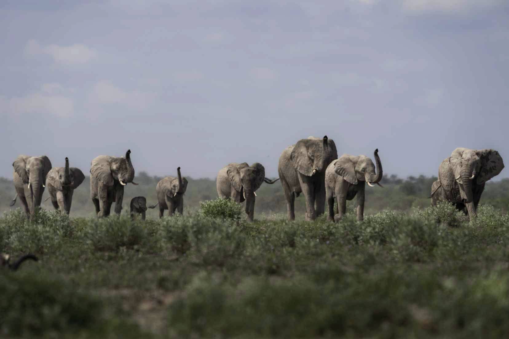 elephants with trunks up
